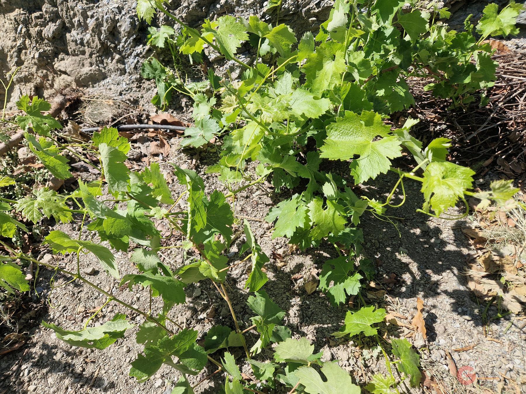 Vendita di proprietà rurale in Molvízar