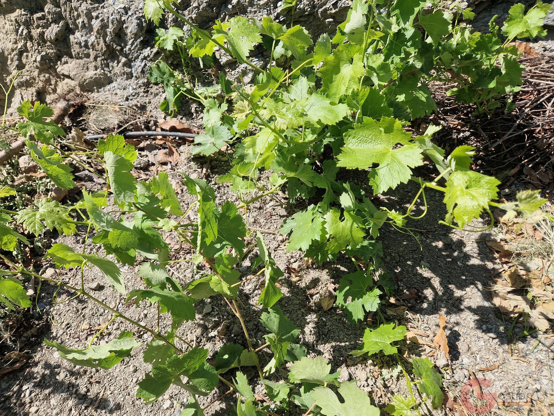 Venta de finca rústica en Molvízar Venta de finca rústica en Molvízar