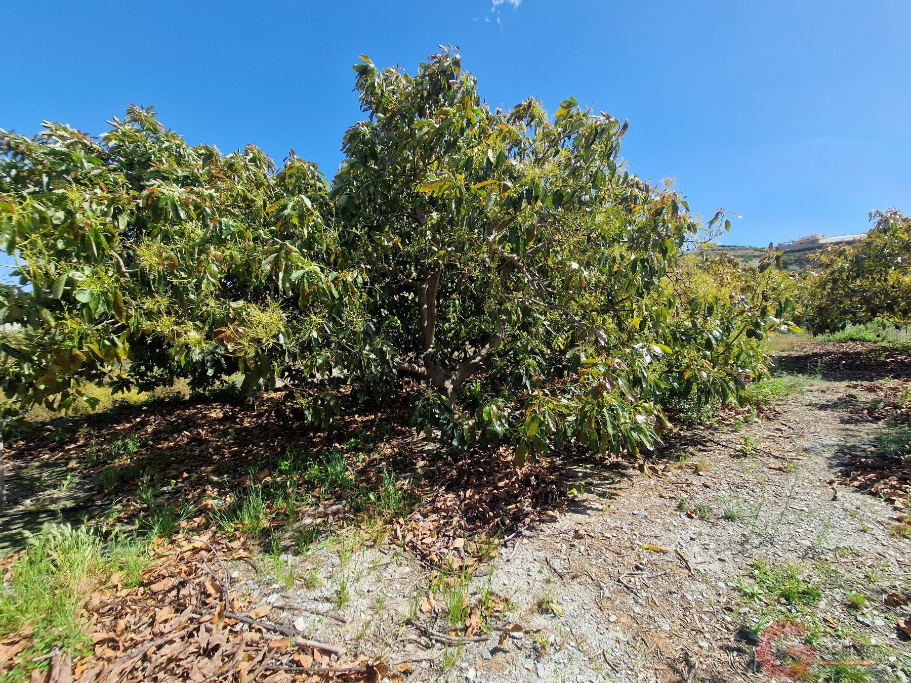 Venta de finca rústica en Molvízar Venta de finca rústica en Molvízar