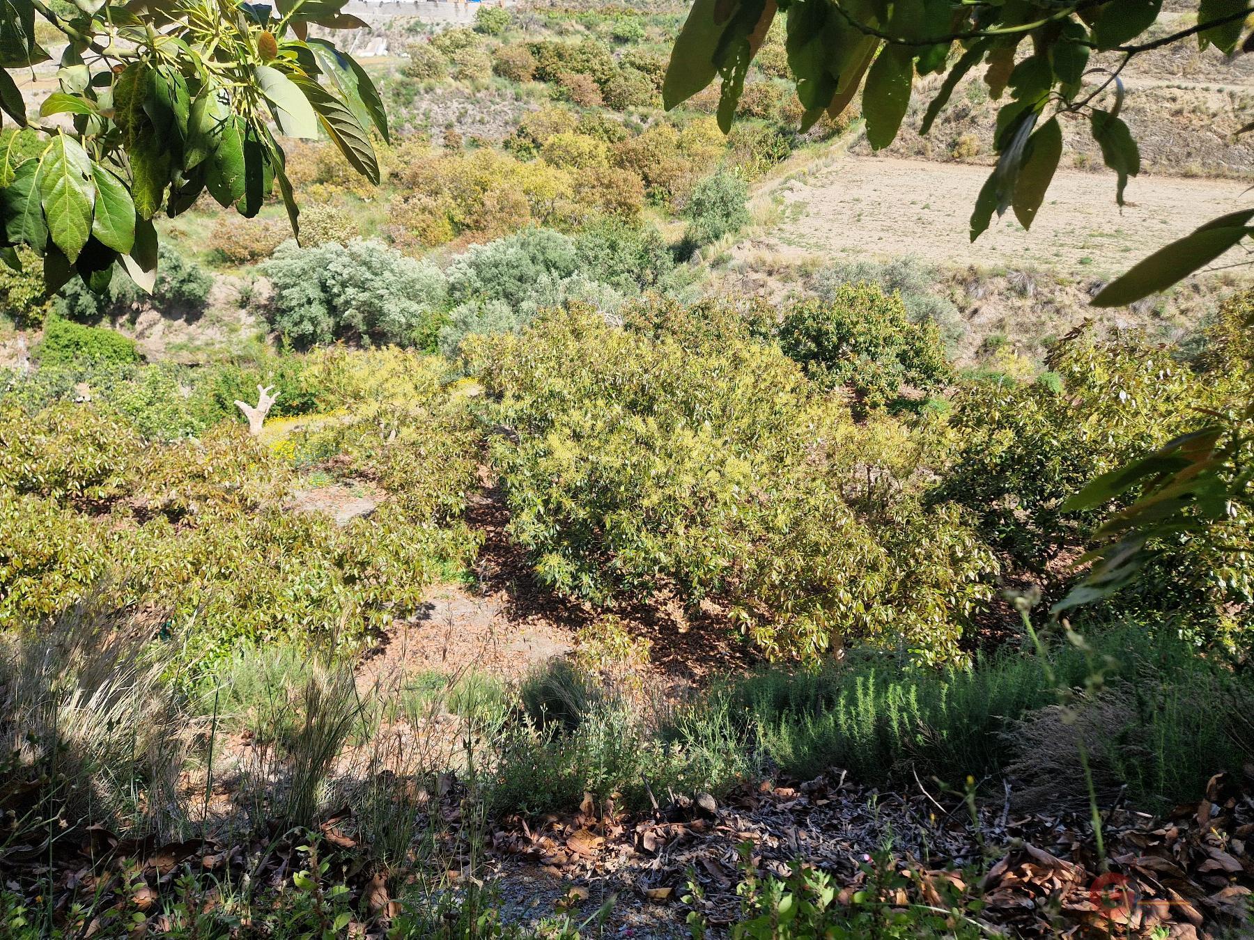 Vendita di proprietà rurale in Molvízar