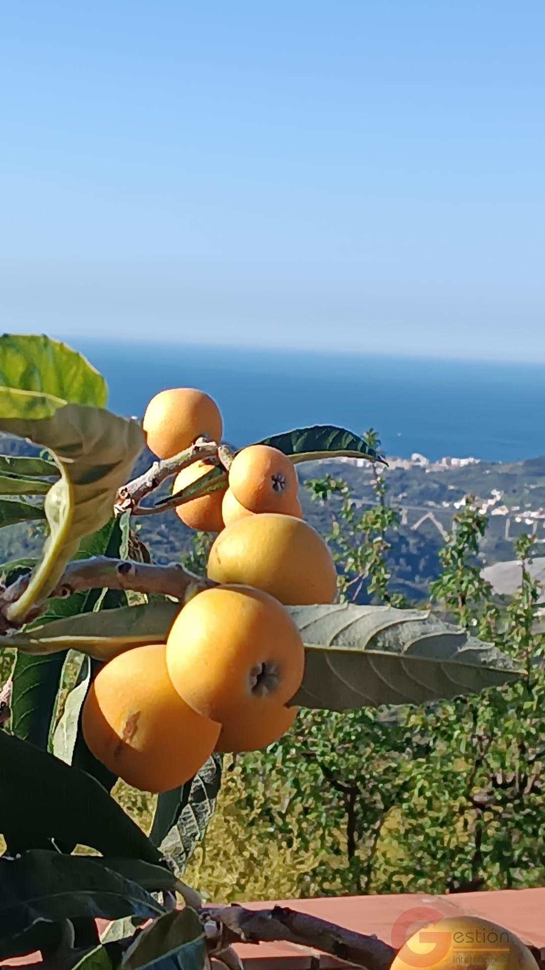 Venta de finca rústica en Otívar Venta de finca rústica en Otívar