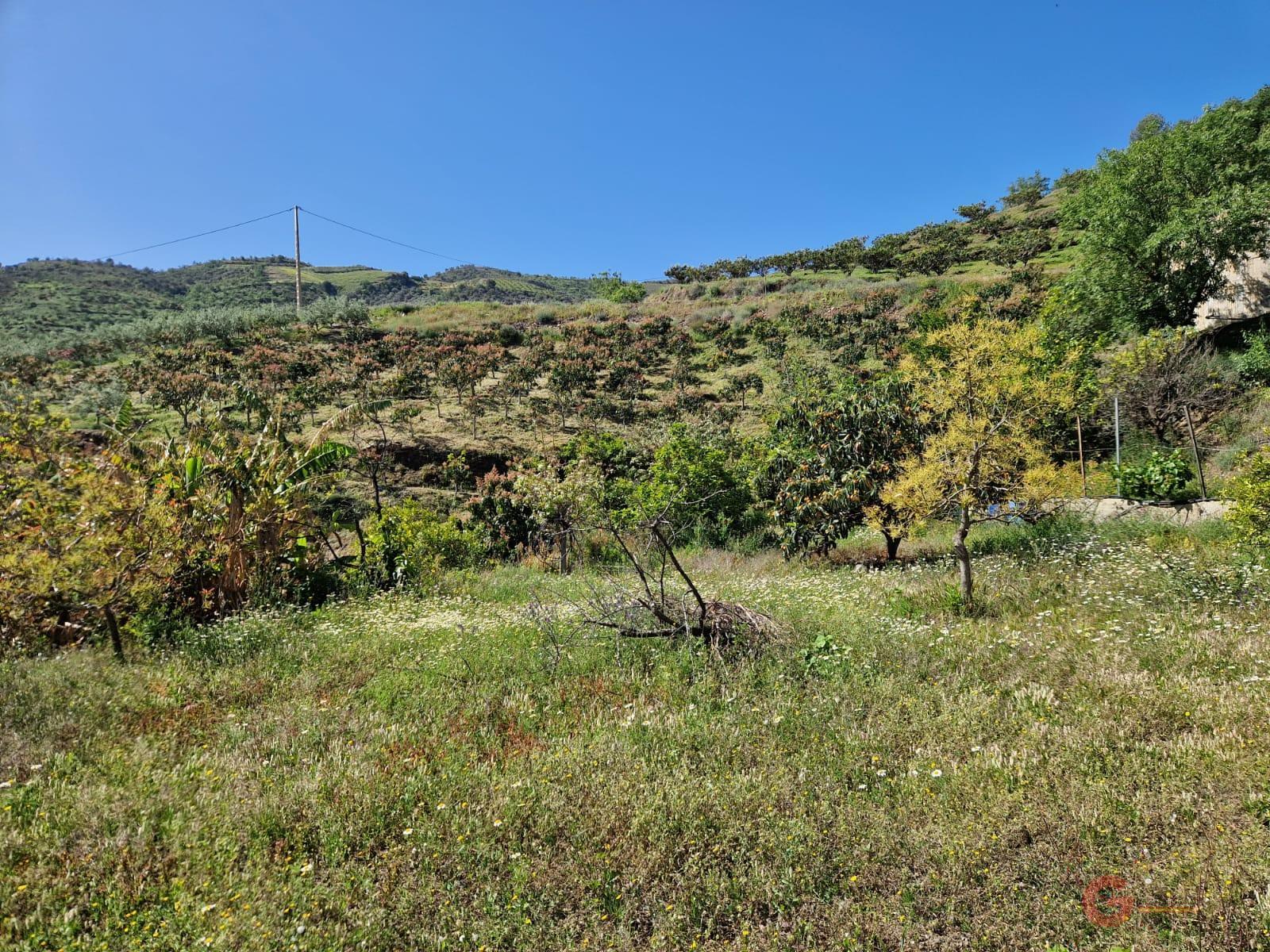 Vente de propriété rurale dans Itrabo