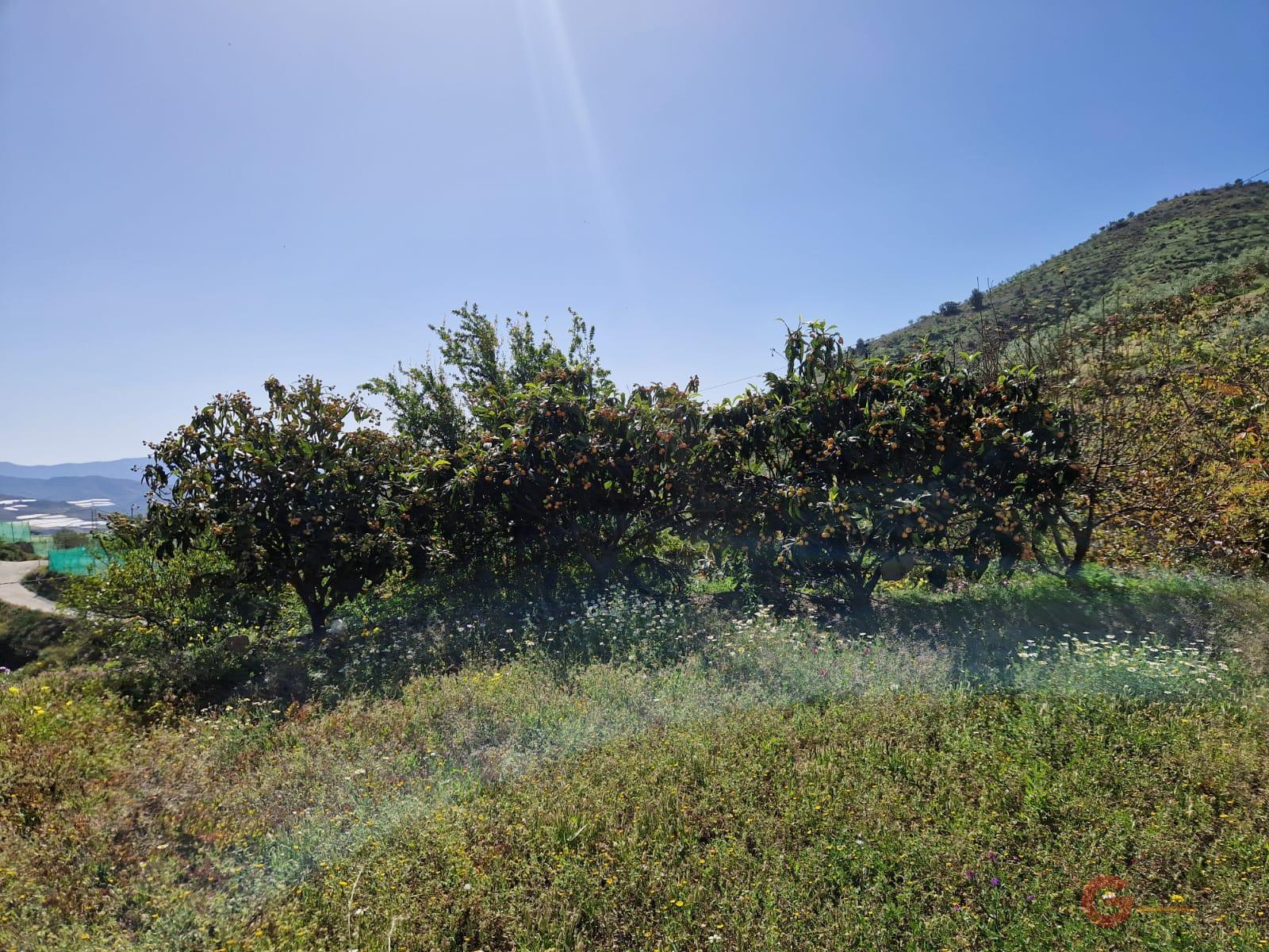Vente de propriété rurale dans Itrabo