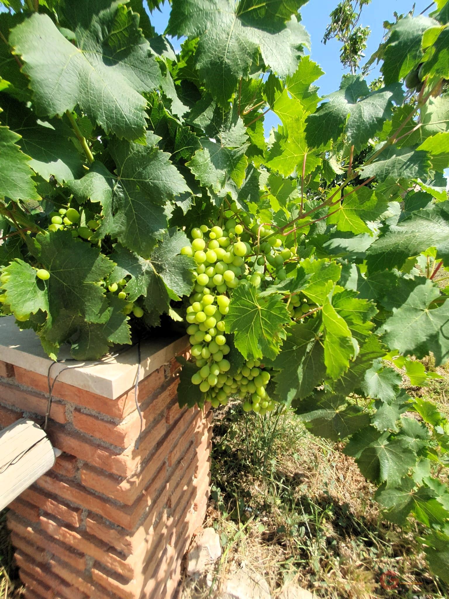 Vente de propriété rurale dans Vélez de Benaudalla