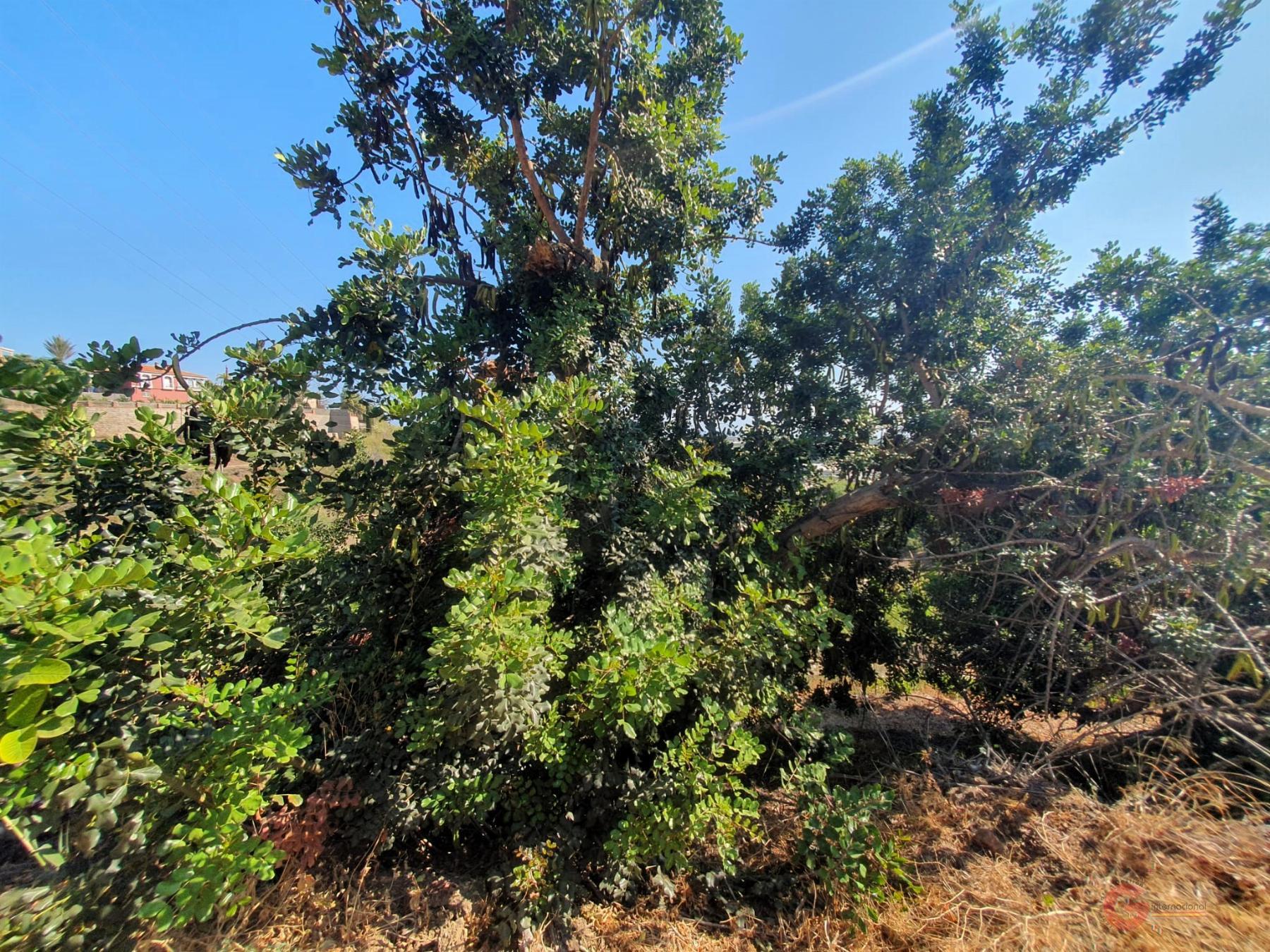 For sale of land in Motril