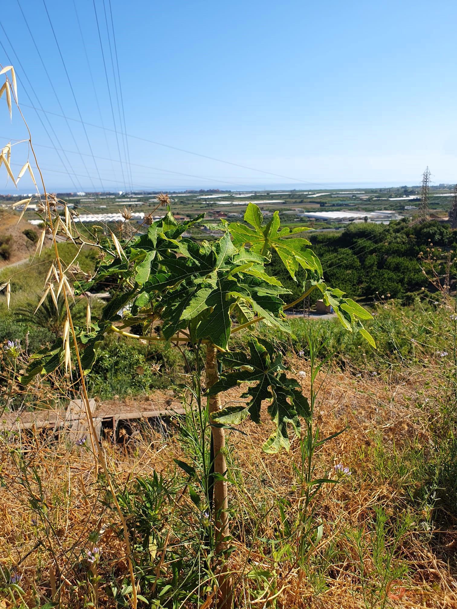For sale of land in Motril