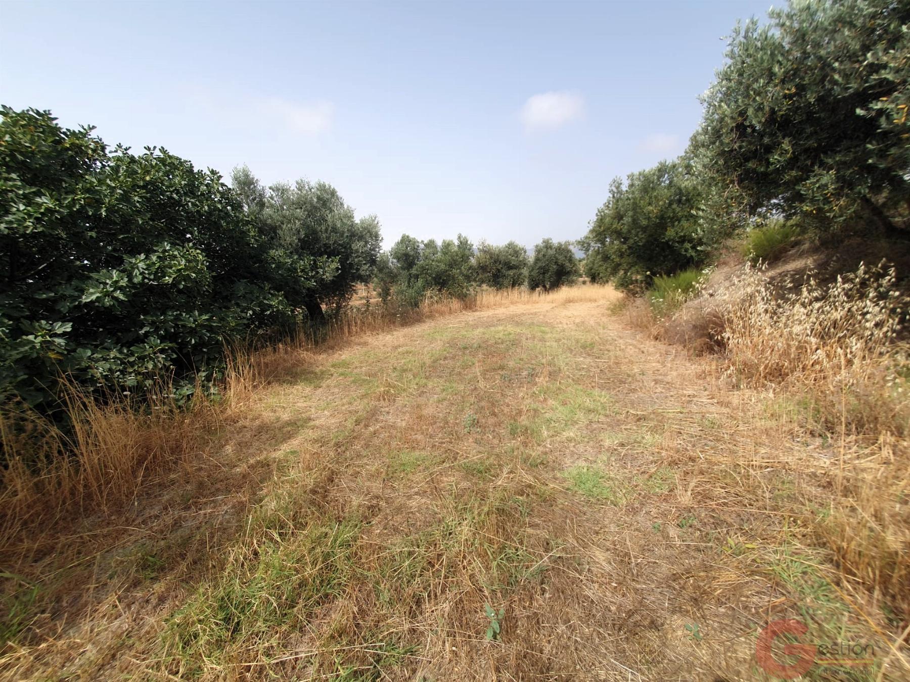 Venta de finca rústica en Lanjarón Venta de finca rústica en Lanjarón