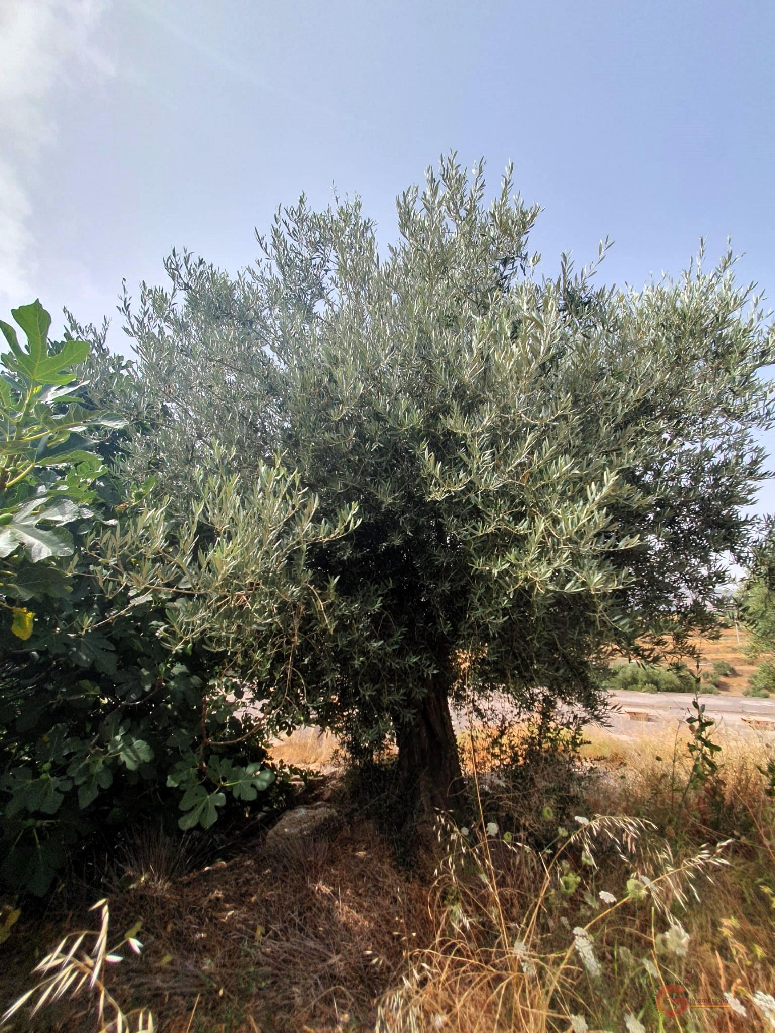 For sale of rural property in Lanjarón