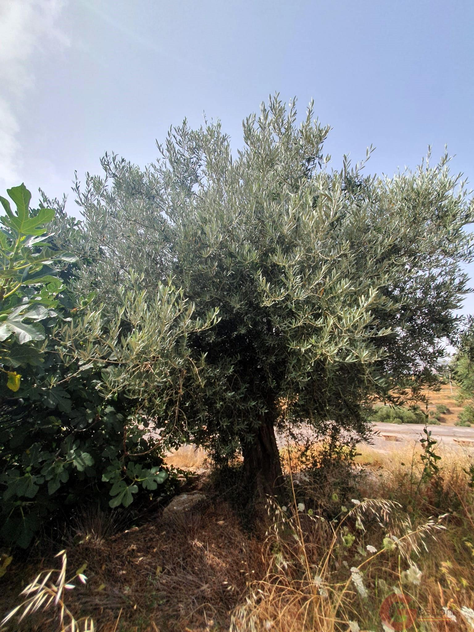 Venta de finca rústica en Lanjarón Venta de finca rústica en Lanjarón