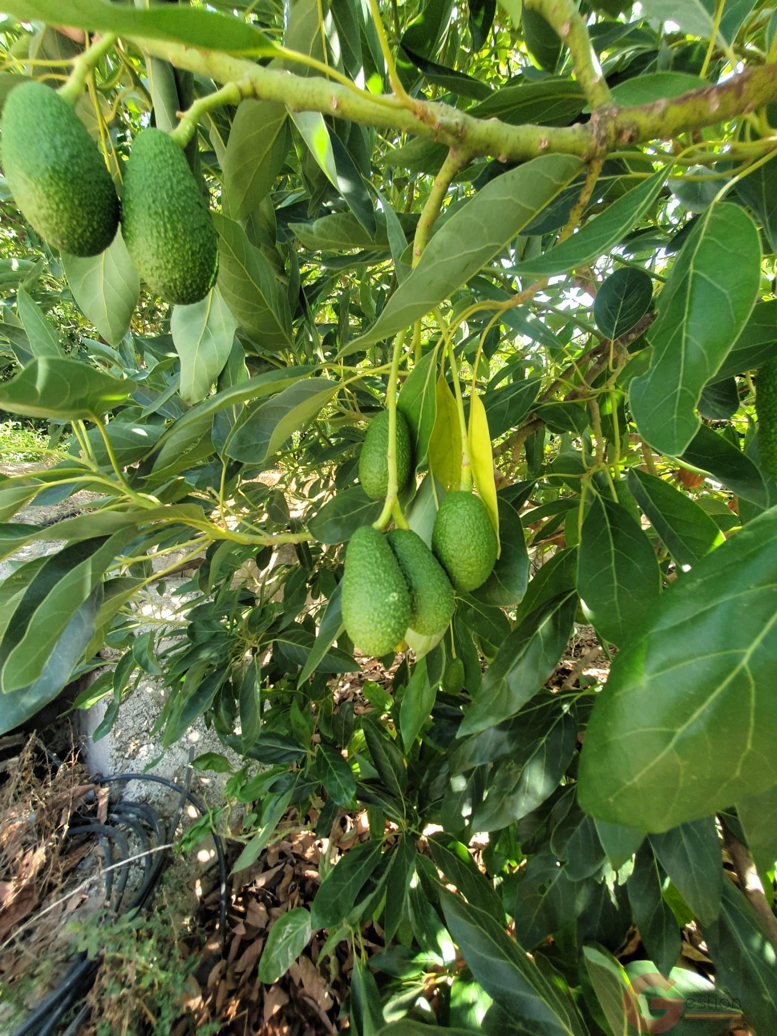 Venta de finca rústica en Lecrín Venta de finca rústica en Lecrín