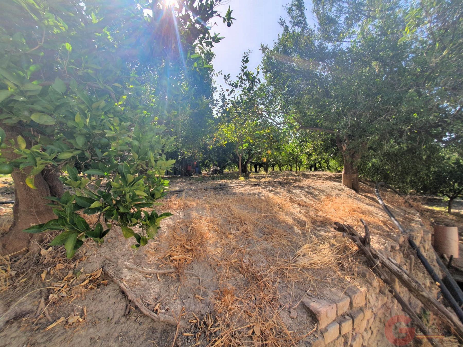 Venta de finca rústica en Lecrín Venta de finca rústica en Lecrín