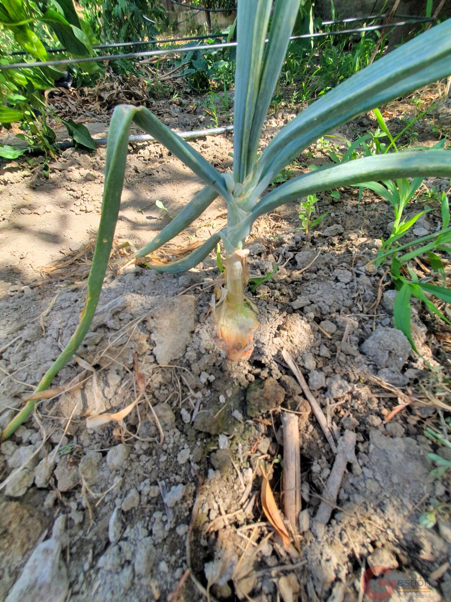 Venta de finca rústica en Lecrín Venta de finca rústica en Lecrín