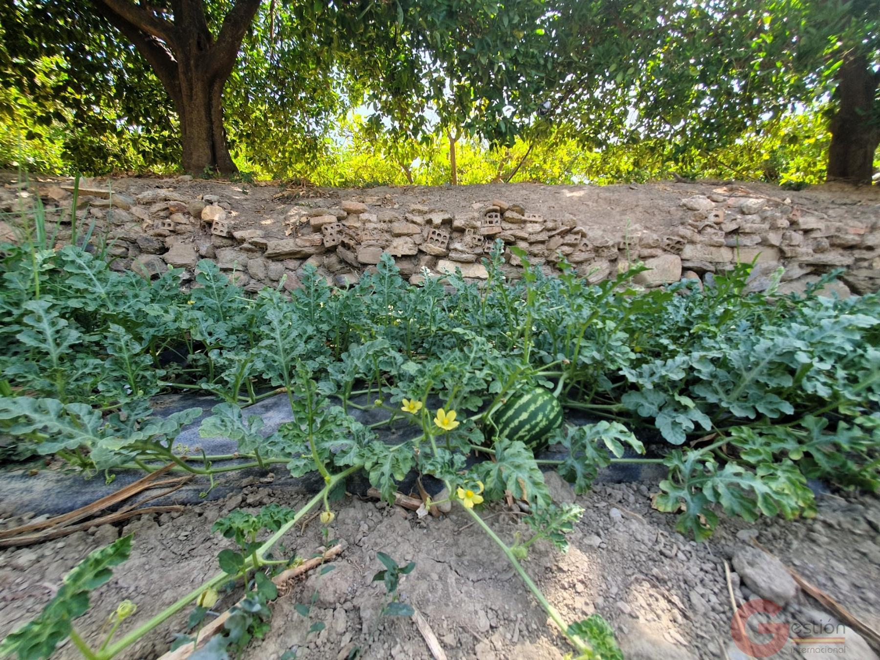 Venta de finca rústica en Lecrín Venta de finca rústica en Lecrín