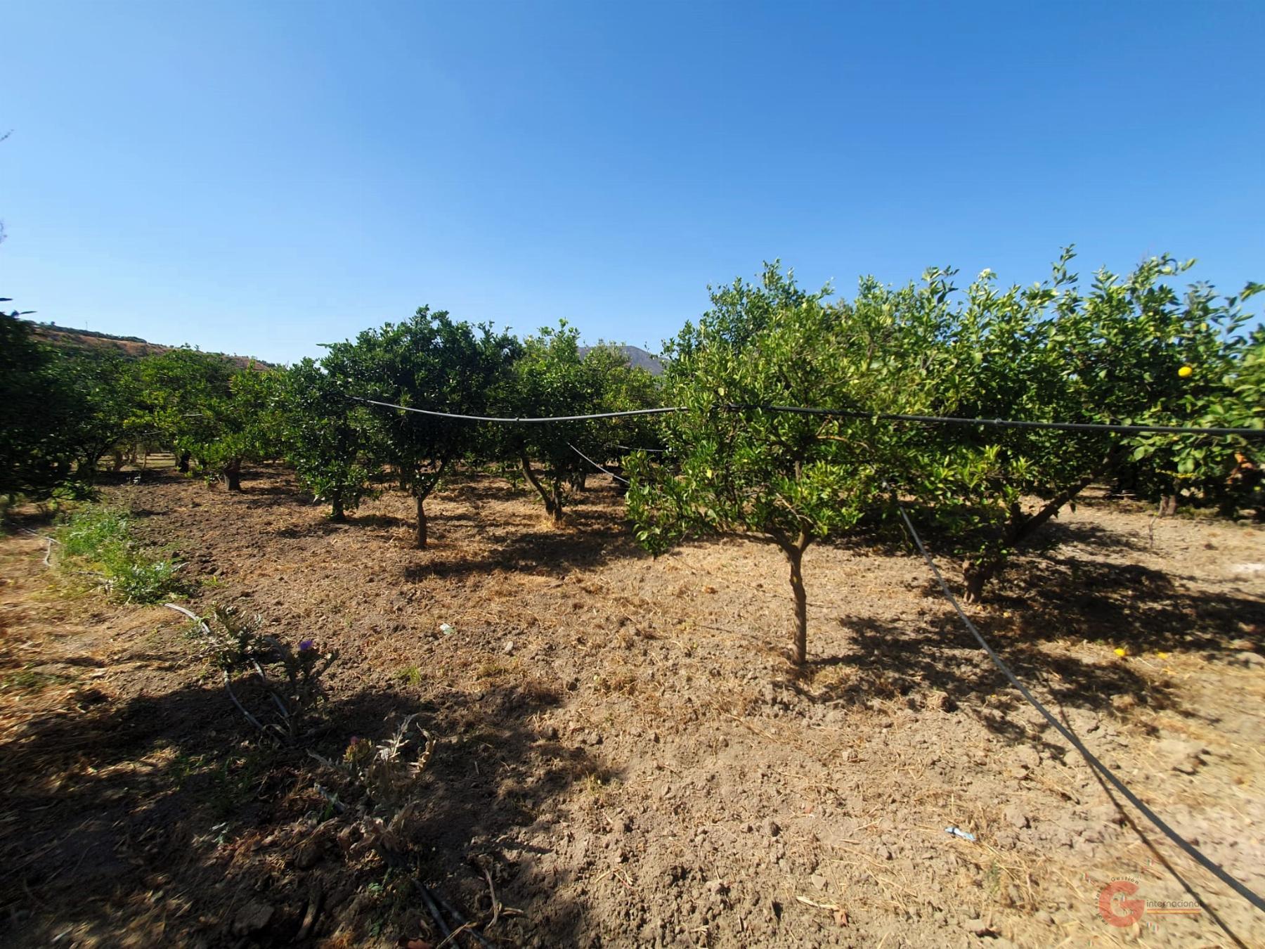 For sale of rural property in Lecrín