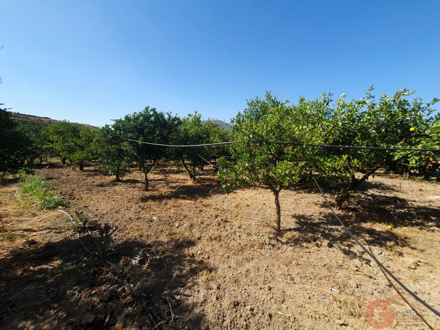 Venta de finca rústica en Lecrín Venta de finca rústica en Lecrín