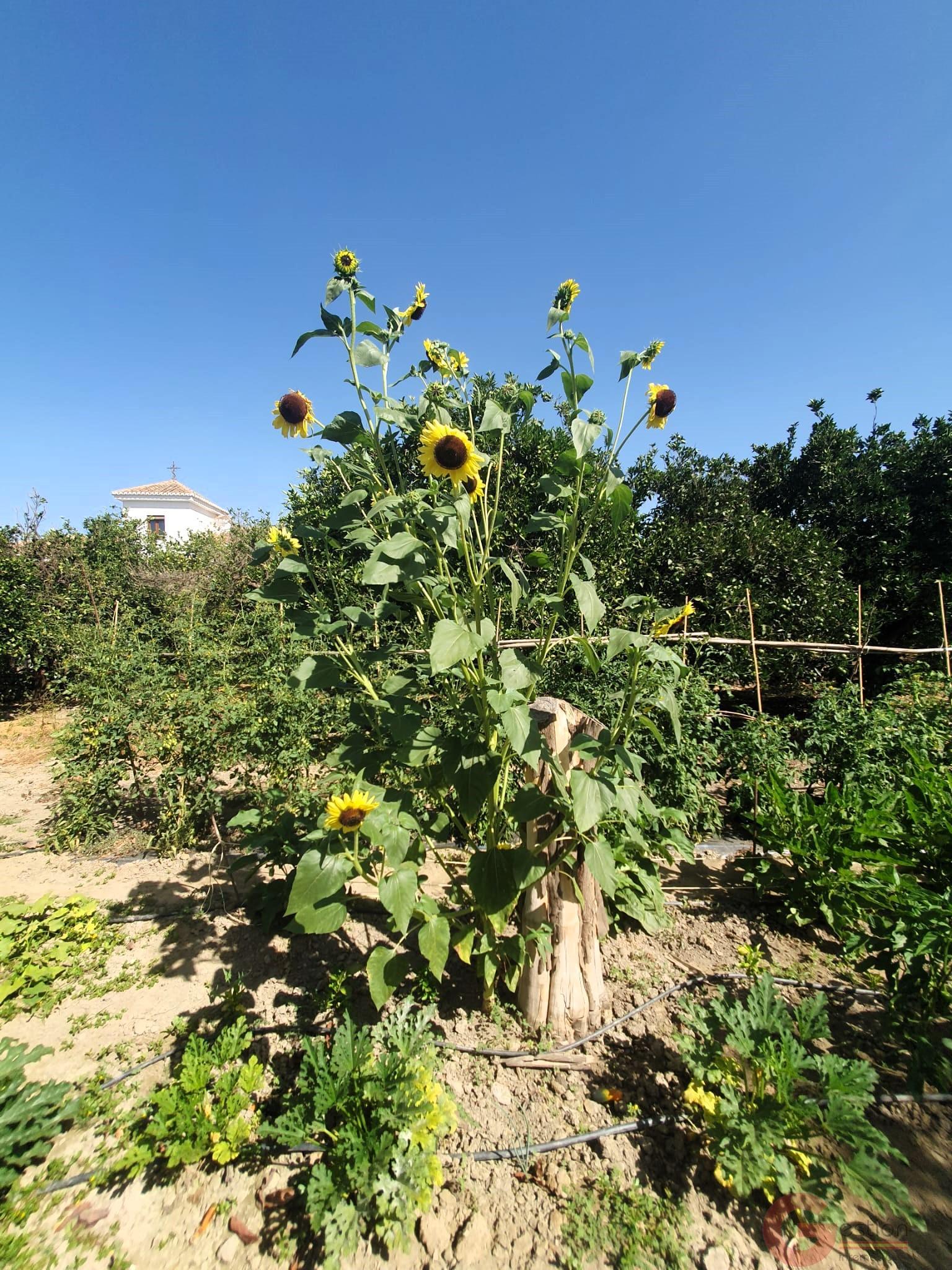 Venta de finca rústica en Lecrín Venta de finca rústica en Lecrín