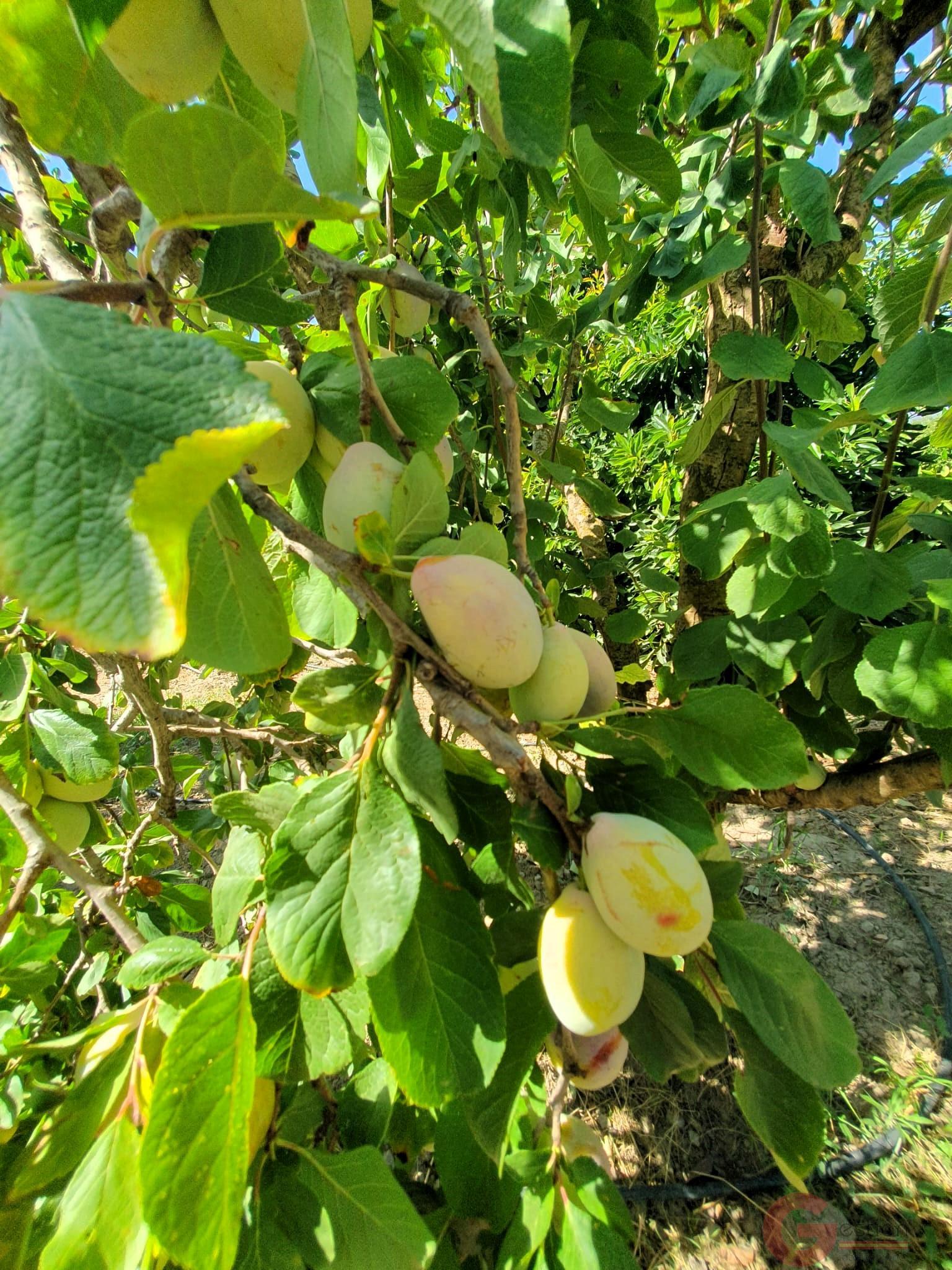 Venta de finca rústica en Lecrín Venta de finca rústica en Lecrín