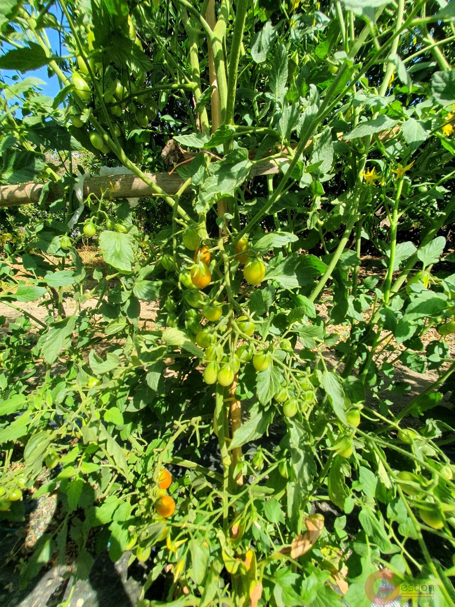 Venta de finca rústica en Lecrín Venta de finca rústica en Lecrín