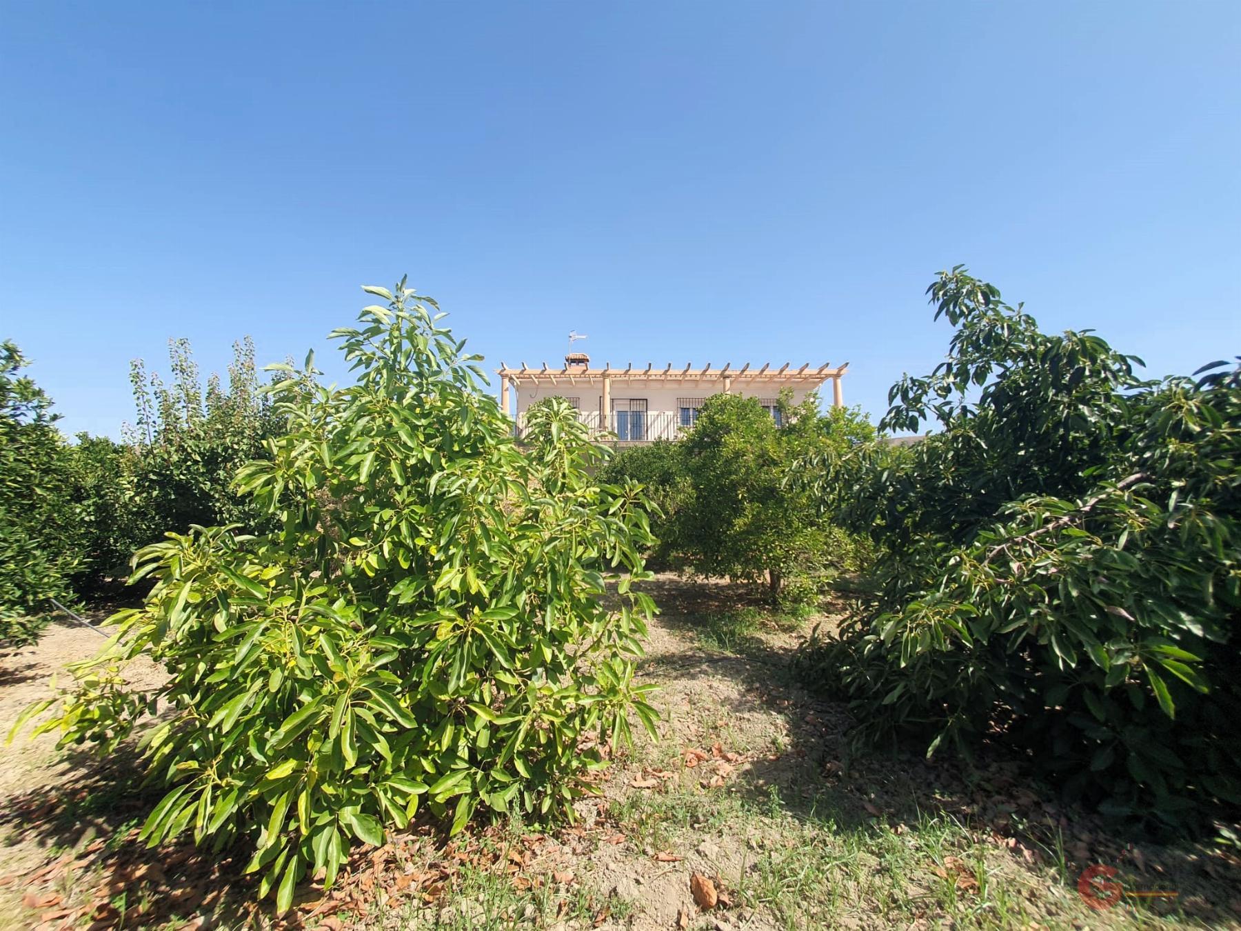 For sale of rural property in Lecrín