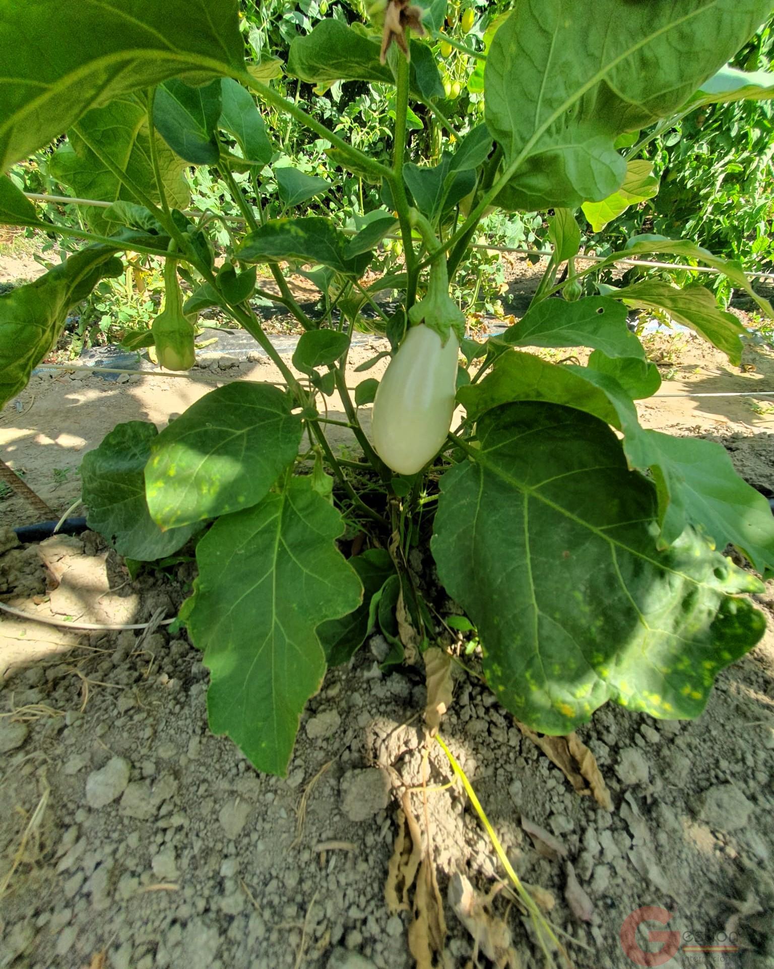 Venta de finca rústica en Lecrín Venta de finca rústica en Lecrín