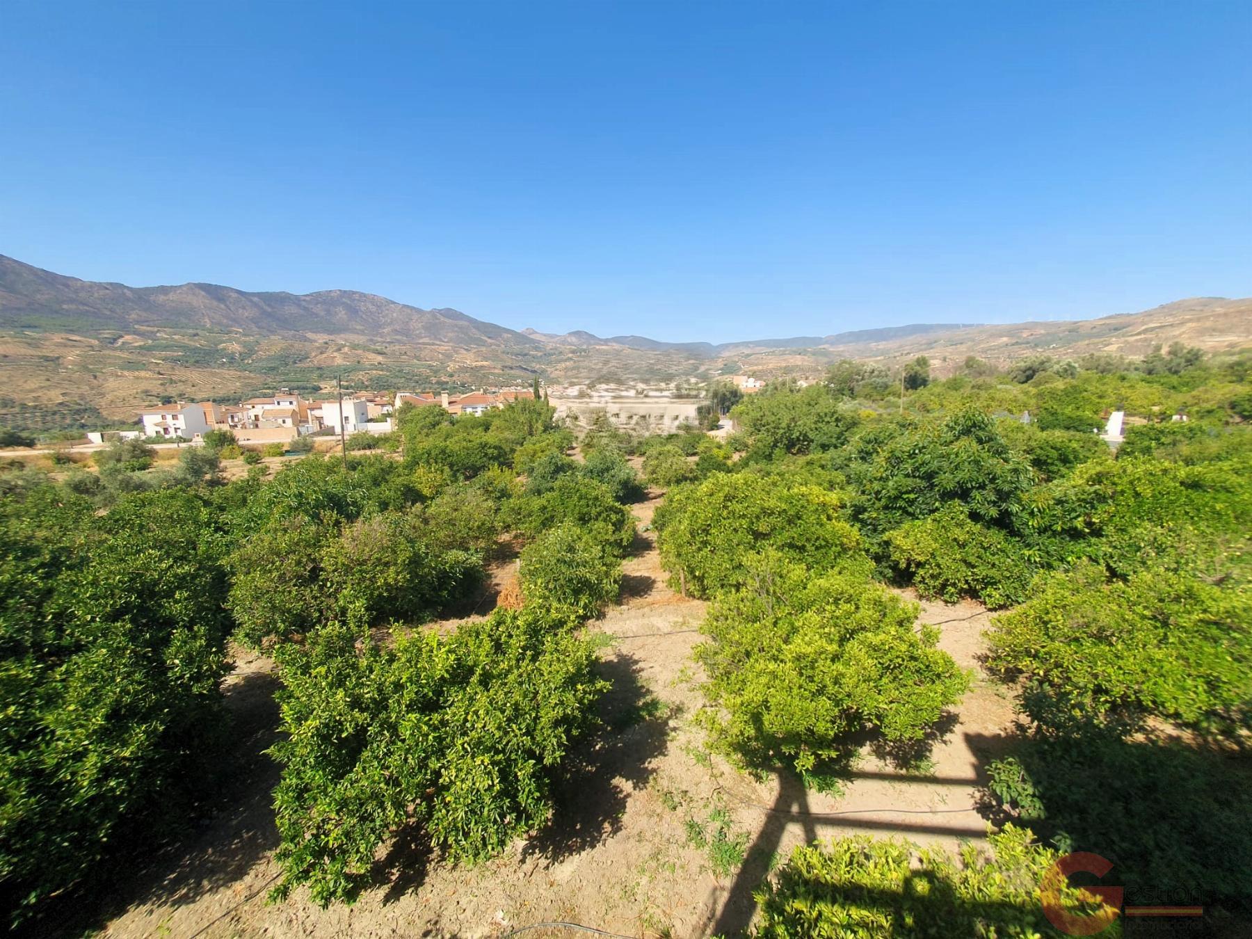 Venta de finca rústica en Lecrín Venta de finca rústica en Lecrín