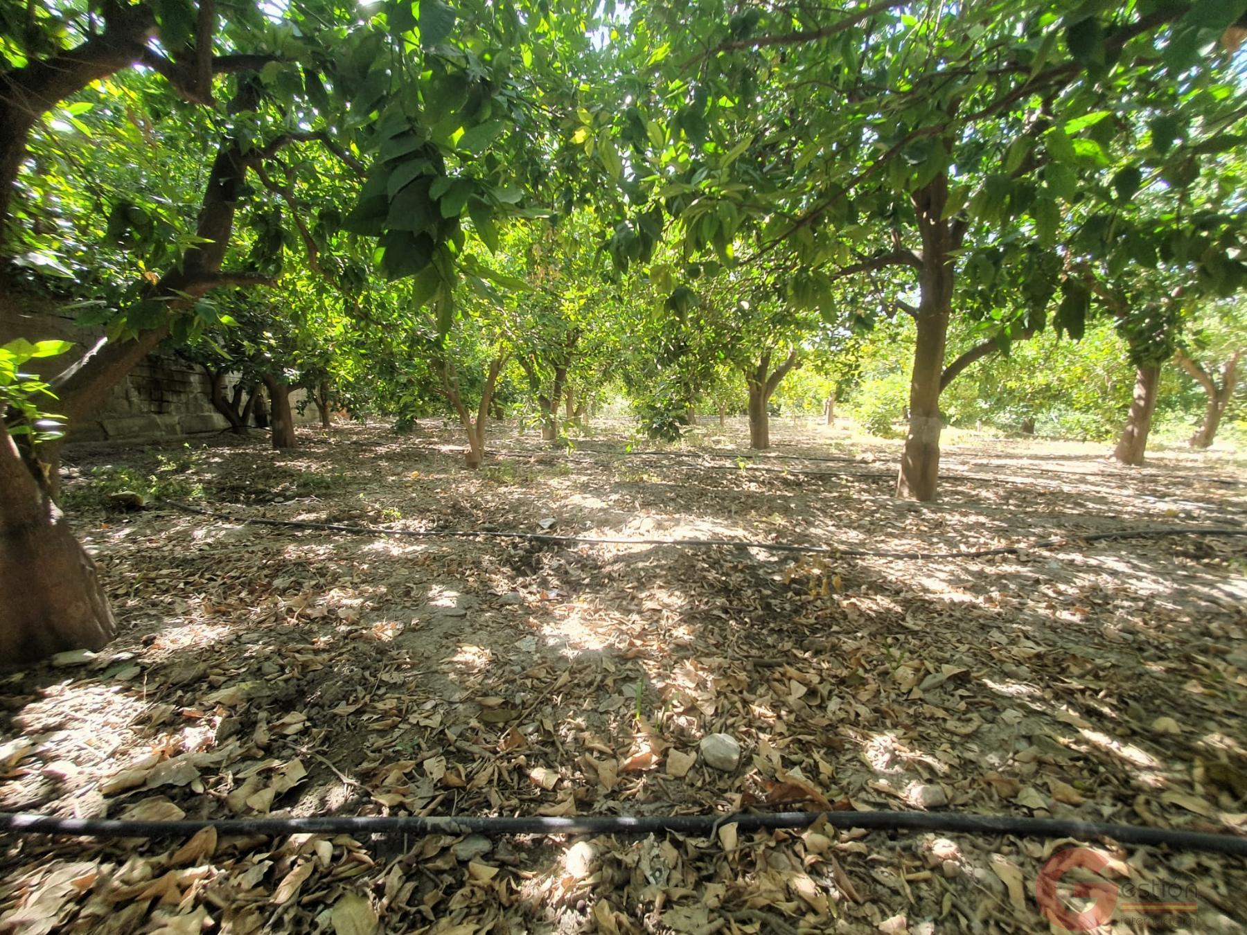 Venta de finca rústica en Lecrín Venta de finca rústica en Lecrín