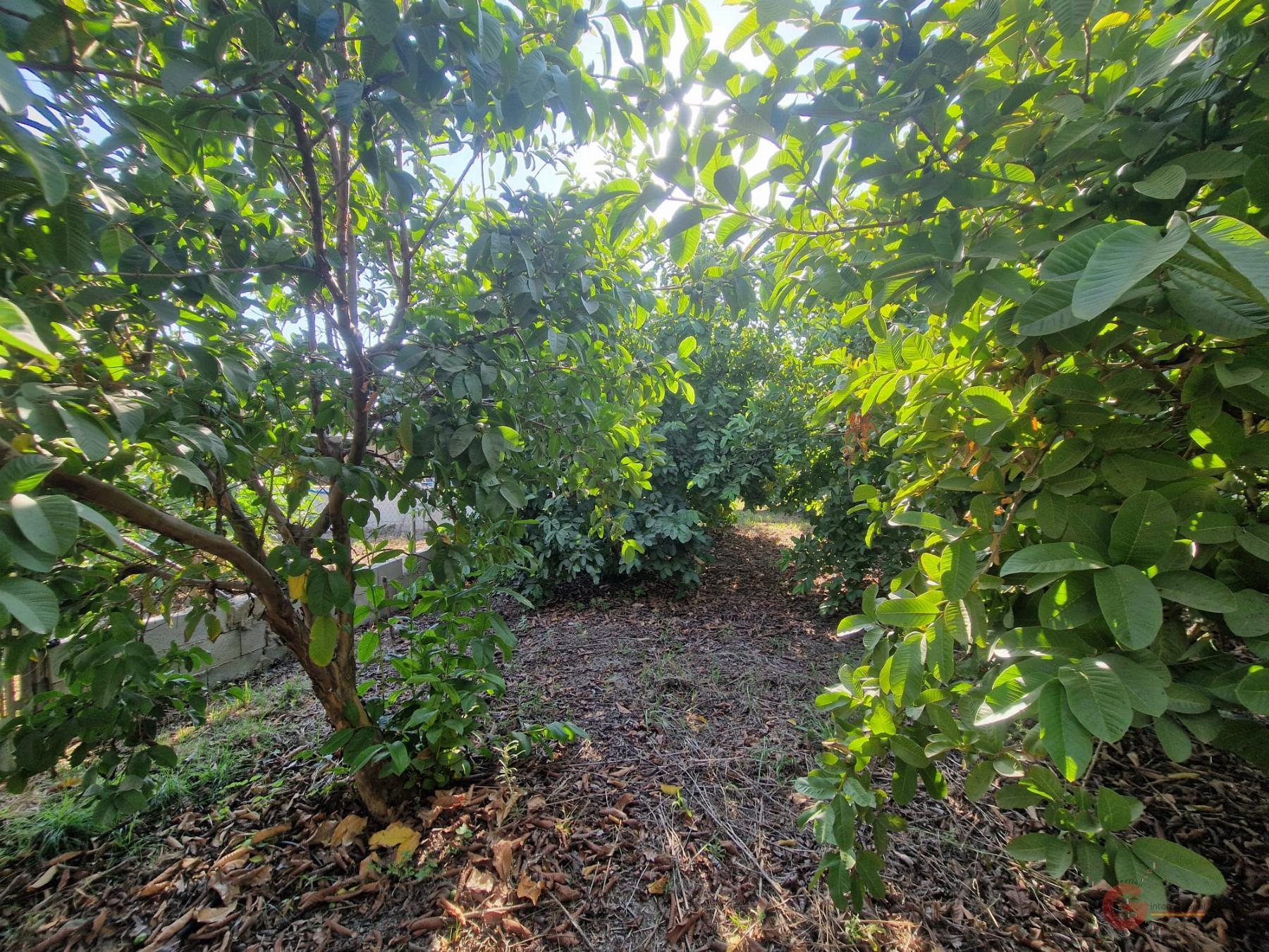 Vente de propriété rurale dans Salobreña