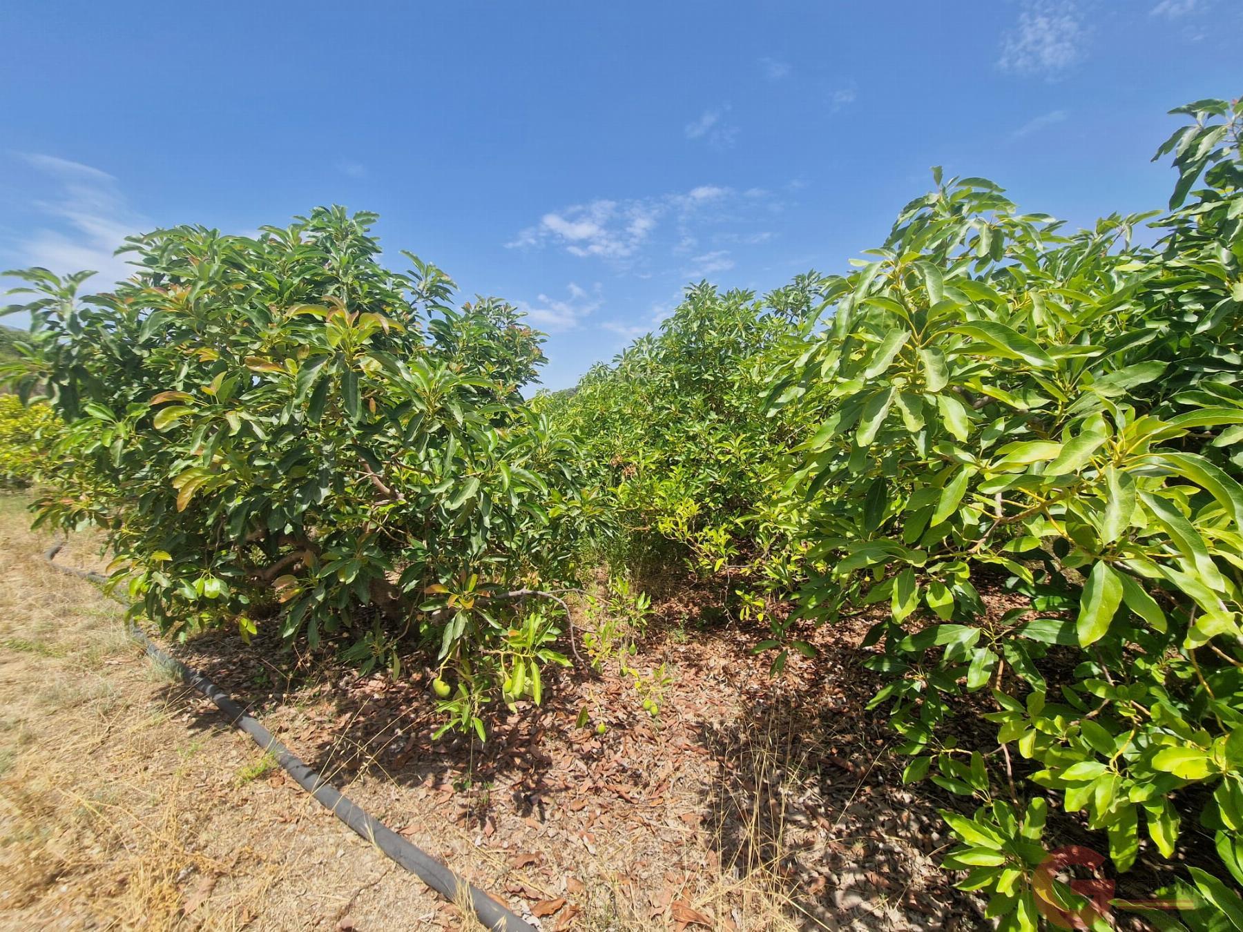 Venta de finca rústica en Molvízar Venta de finca rústica en Molvízar