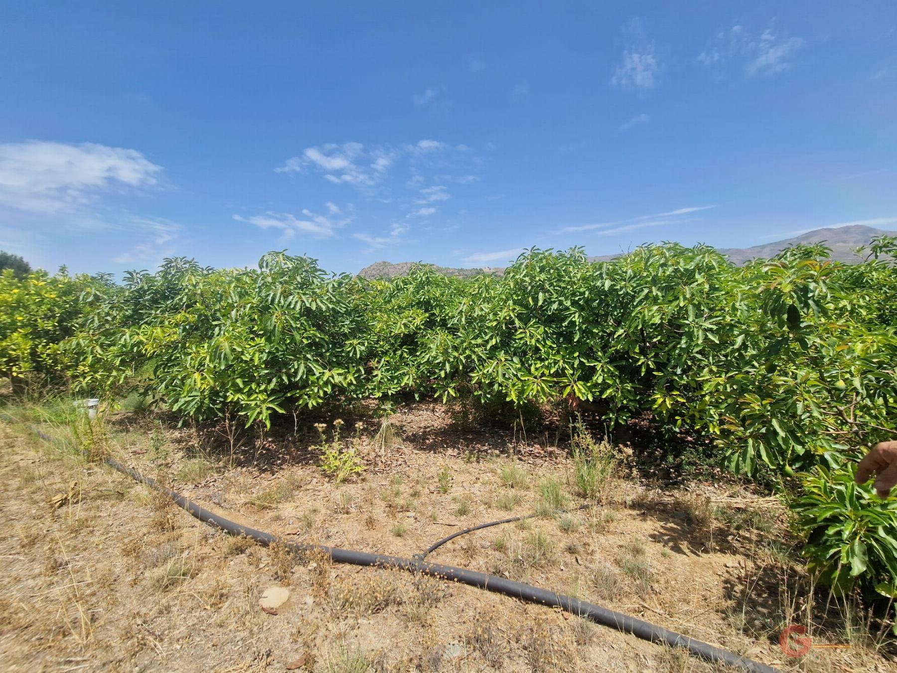 For sale of rural property in Molvízar