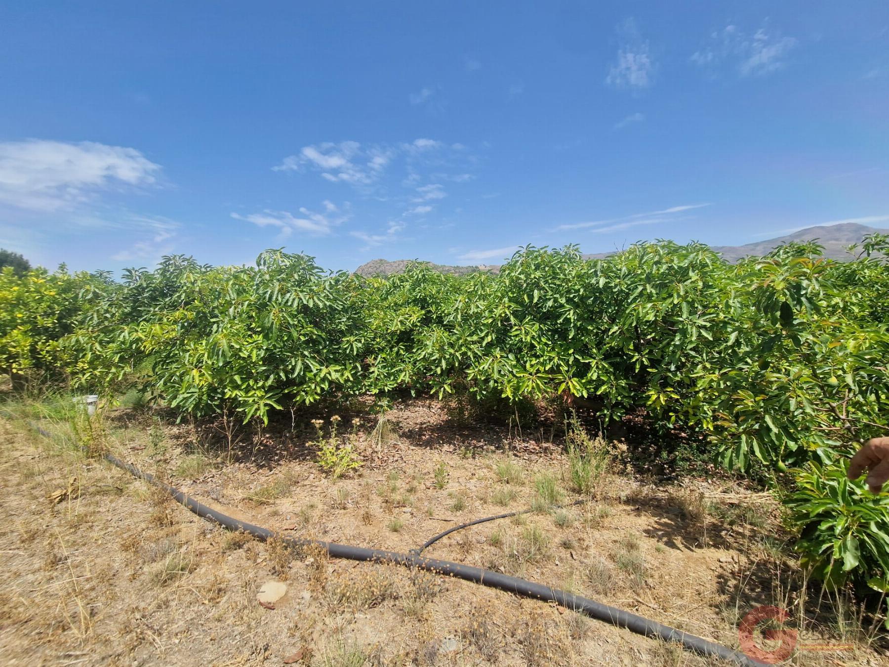 Venta de finca rústica en Molvízar Venta de finca rústica en Molvízar