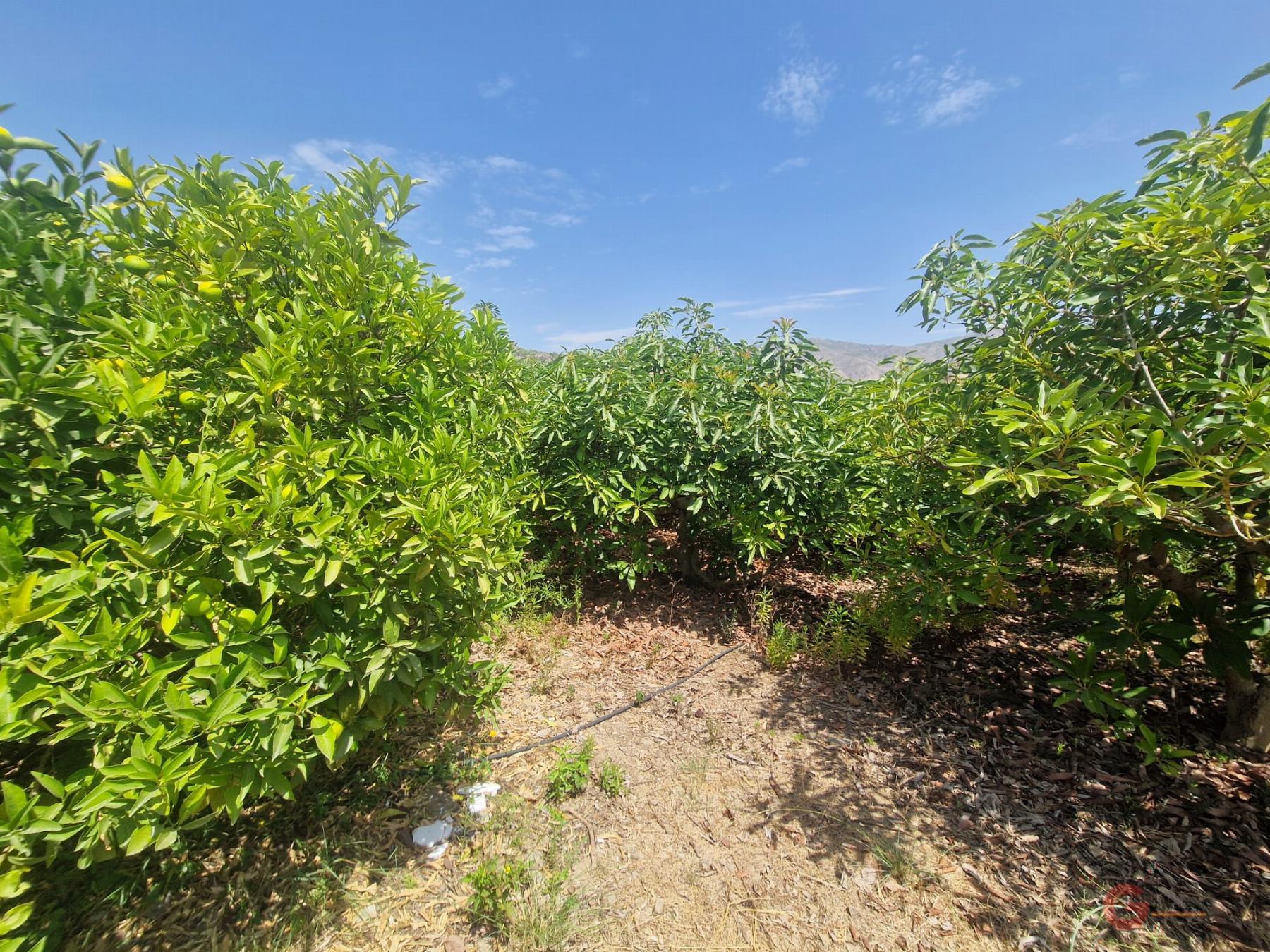For sale of rural property in Molvízar