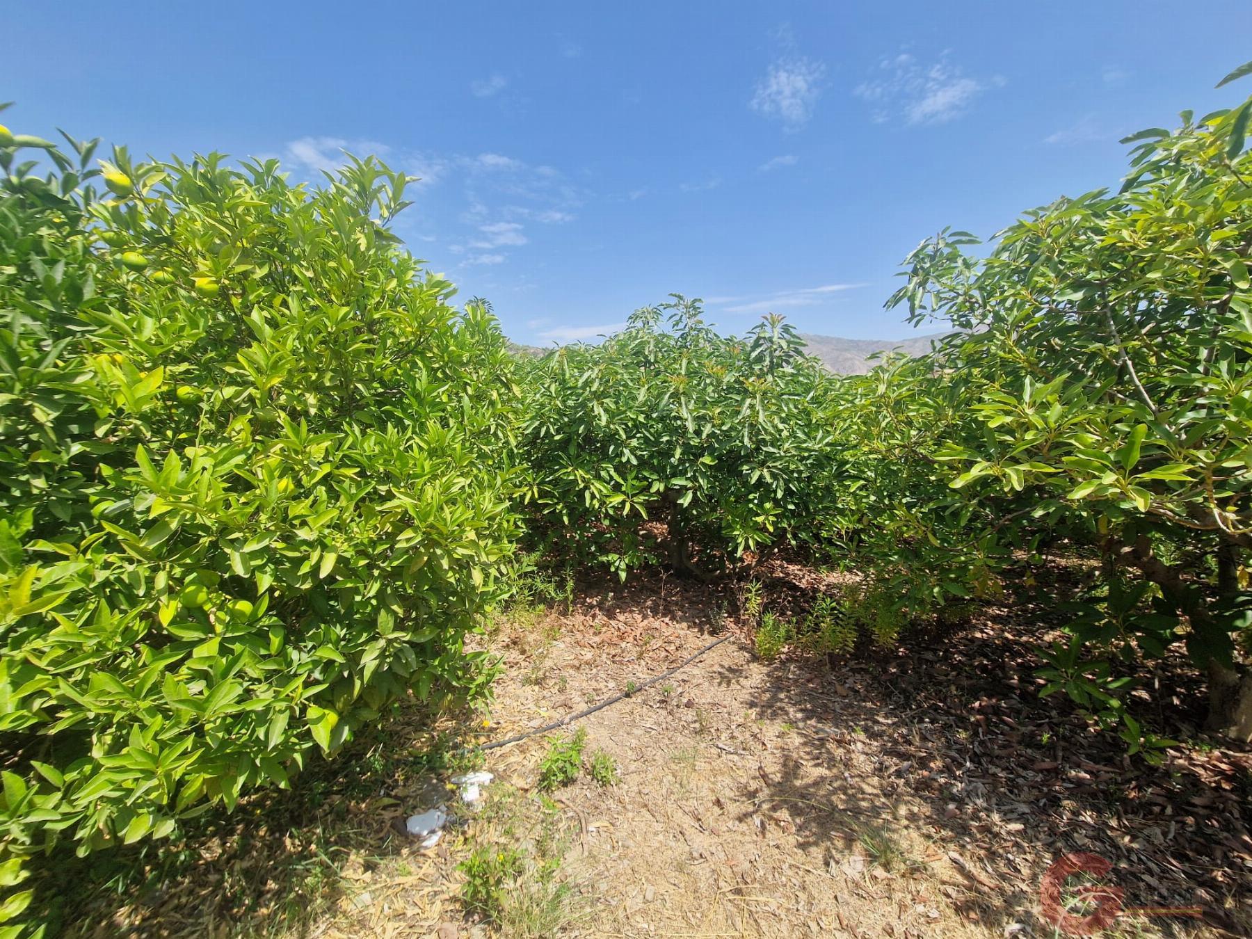 Venta de finca rústica en Molvízar Venta de finca rústica en Molvízar