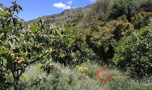 Vente de terrain dans Jete
