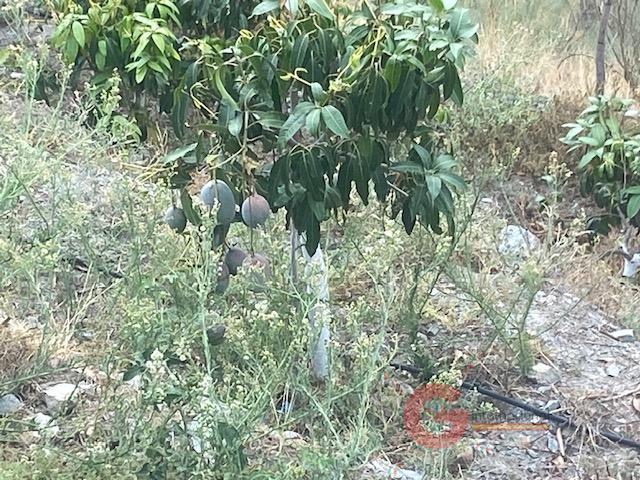 For sale of rural property in La Herradura