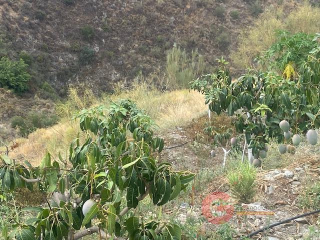 For sale of rural property in La Herradura