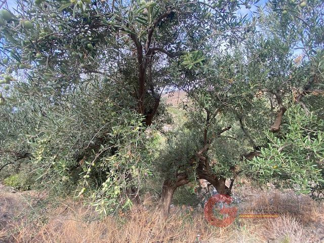 For sale of rural property in La Herradura