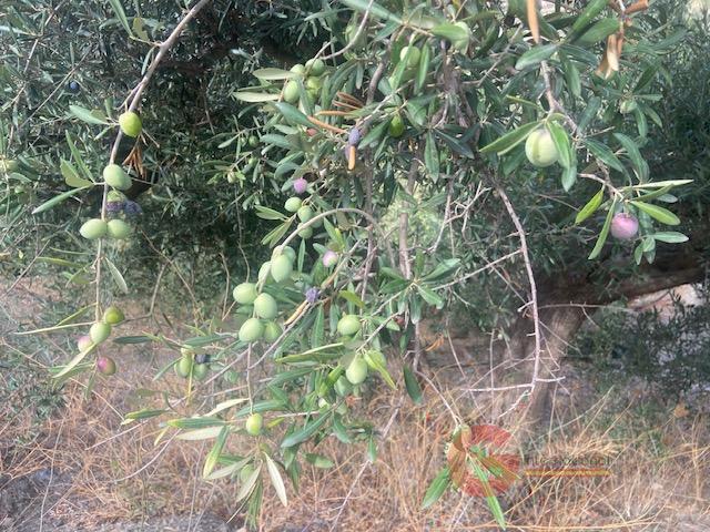 For sale of rural property in La Herradura