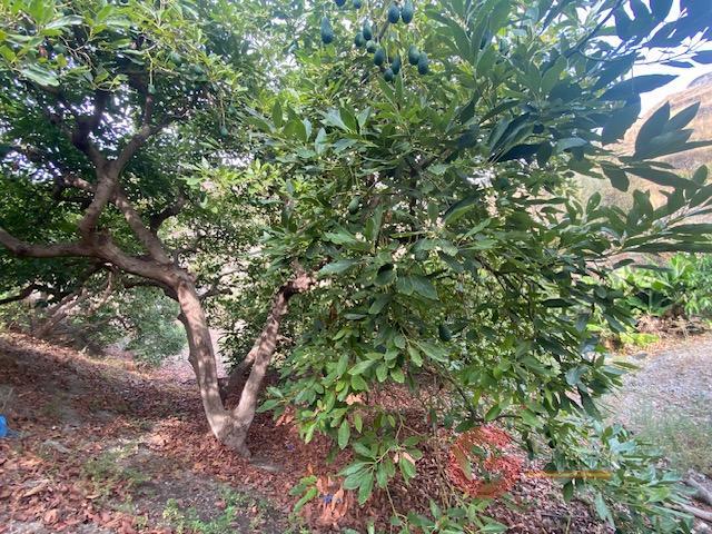 For sale of rural property in La Herradura
