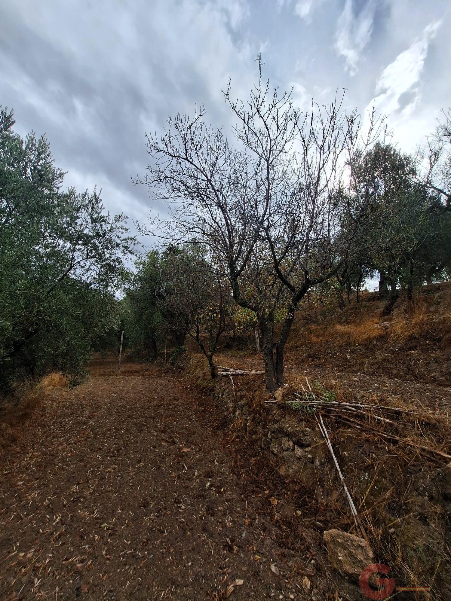 Venta de finca rústica en Lanjarón Venta de finca rústica en Lanjarón