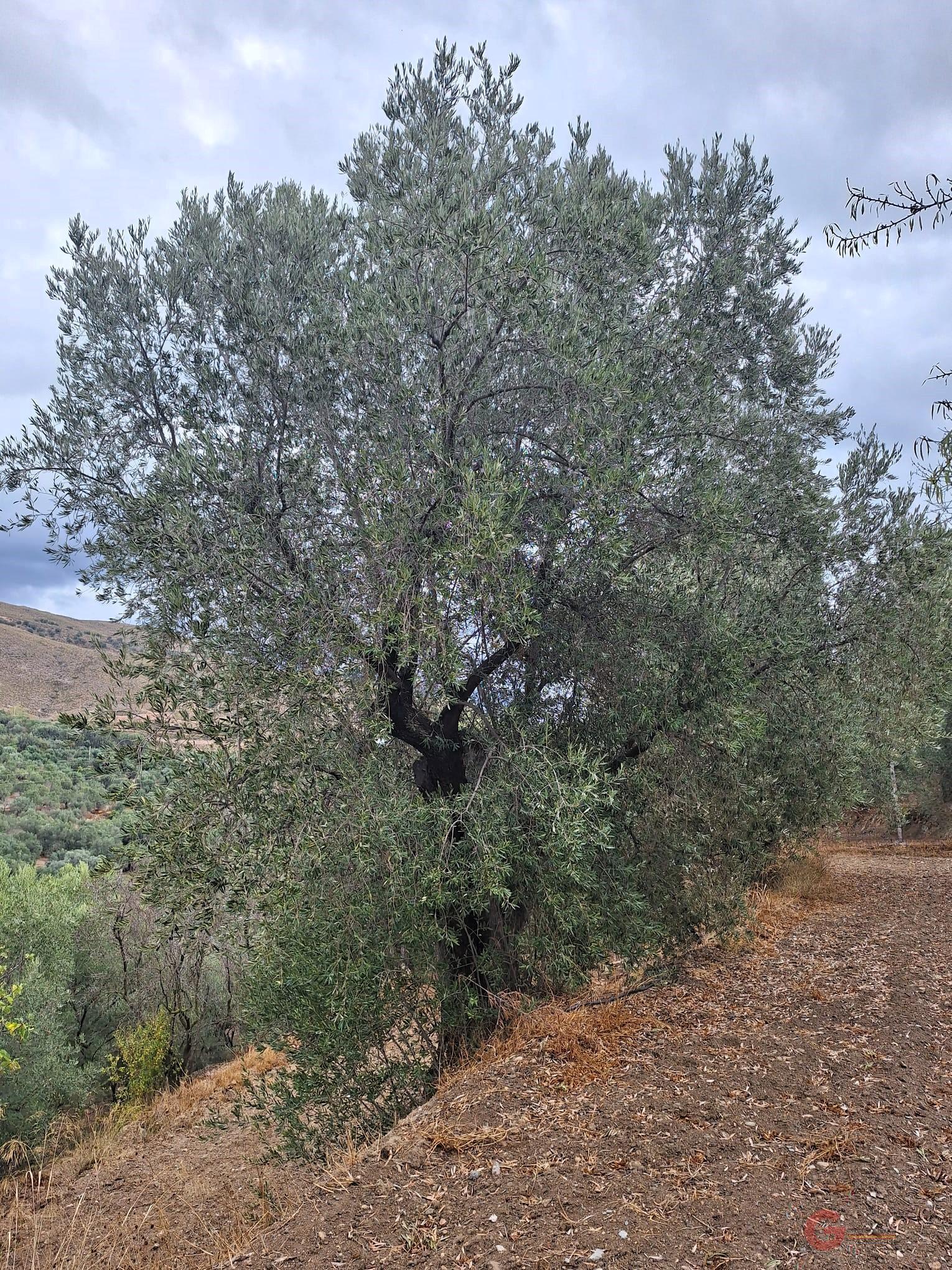 Vente de propriété rurale dans Lanjarón
