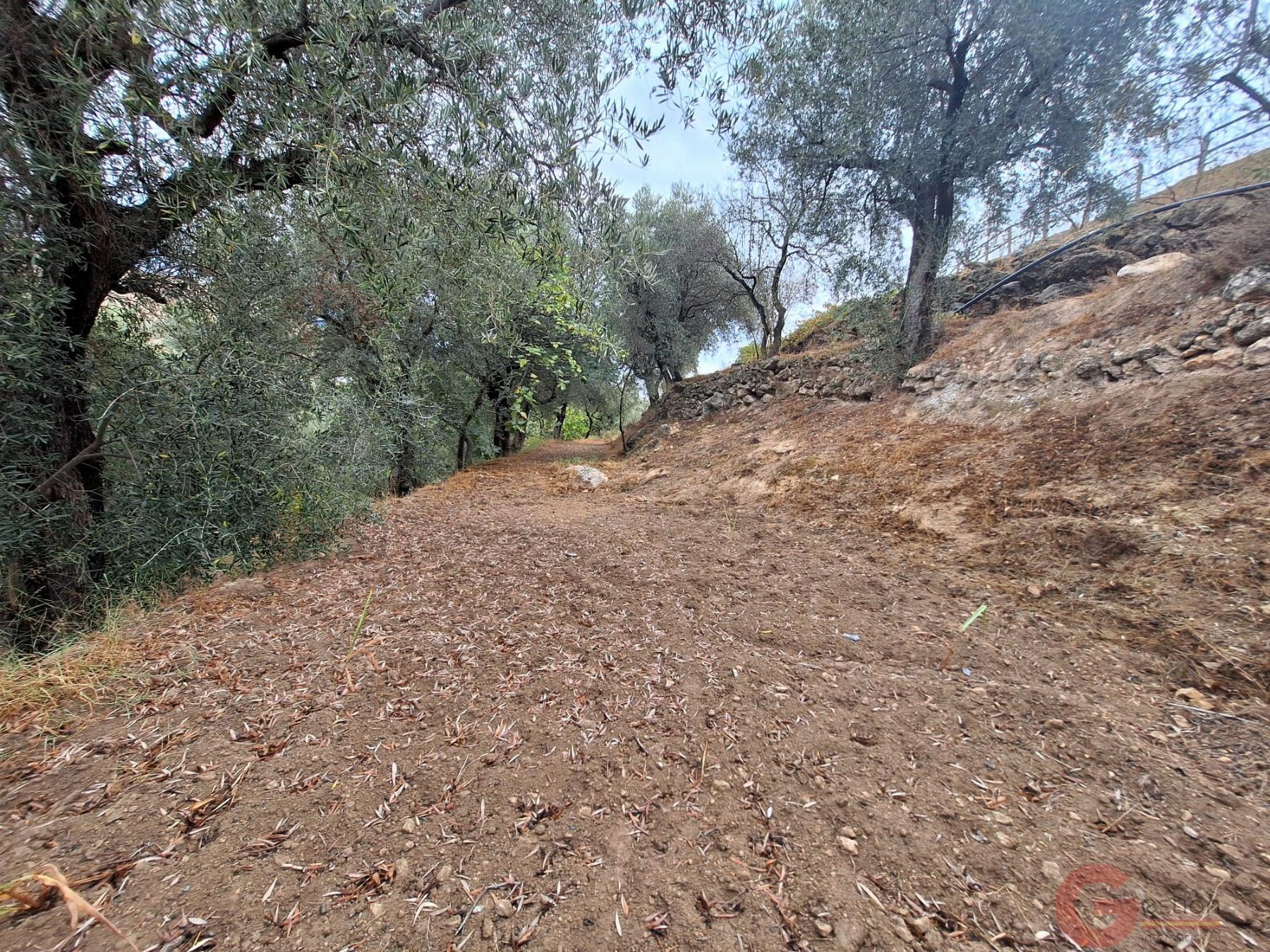 Venta de finca rústica en Lanjarón Venta de finca rústica en Lanjarón