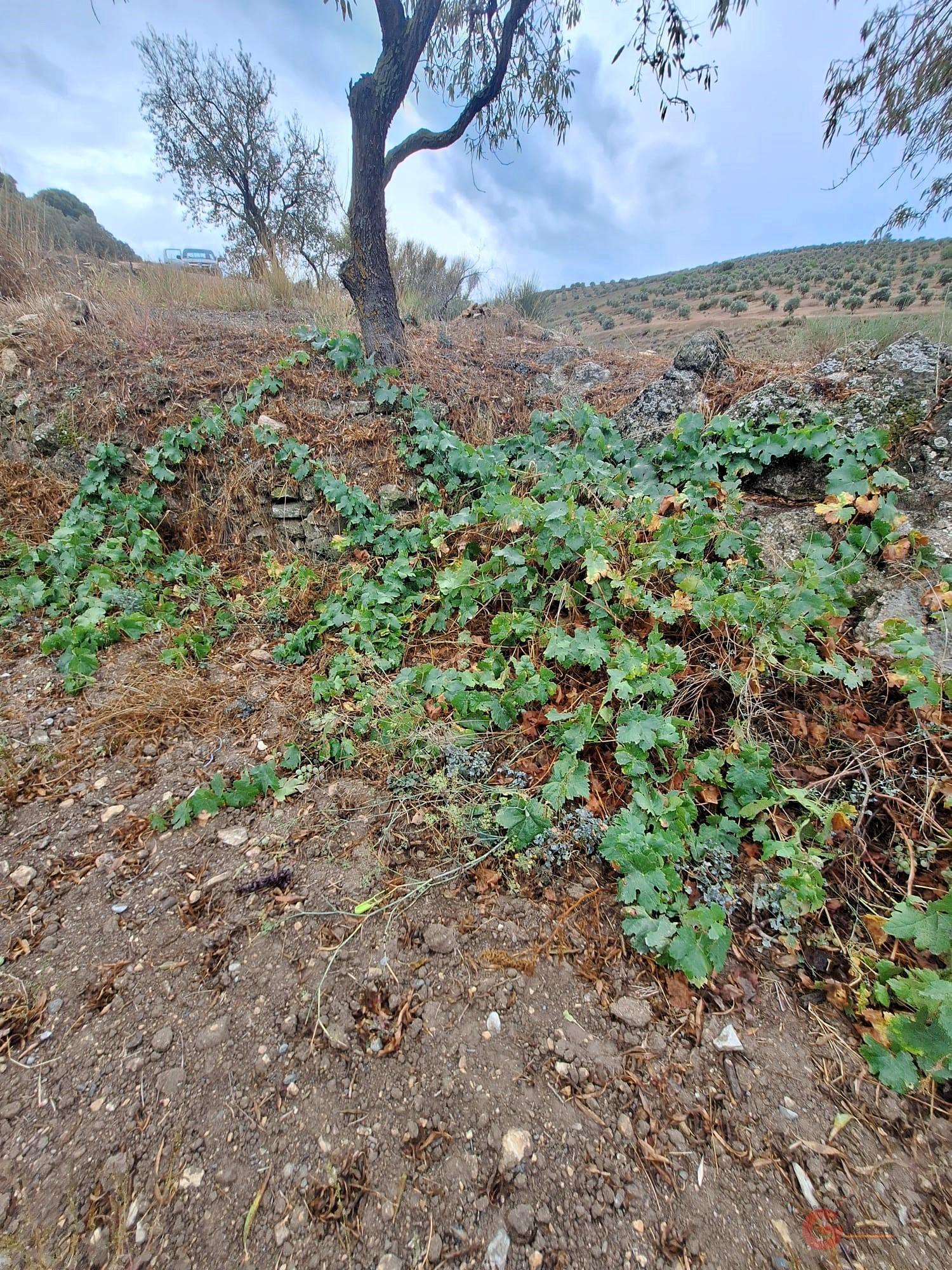 Vente de propriété rurale dans Lanjarón