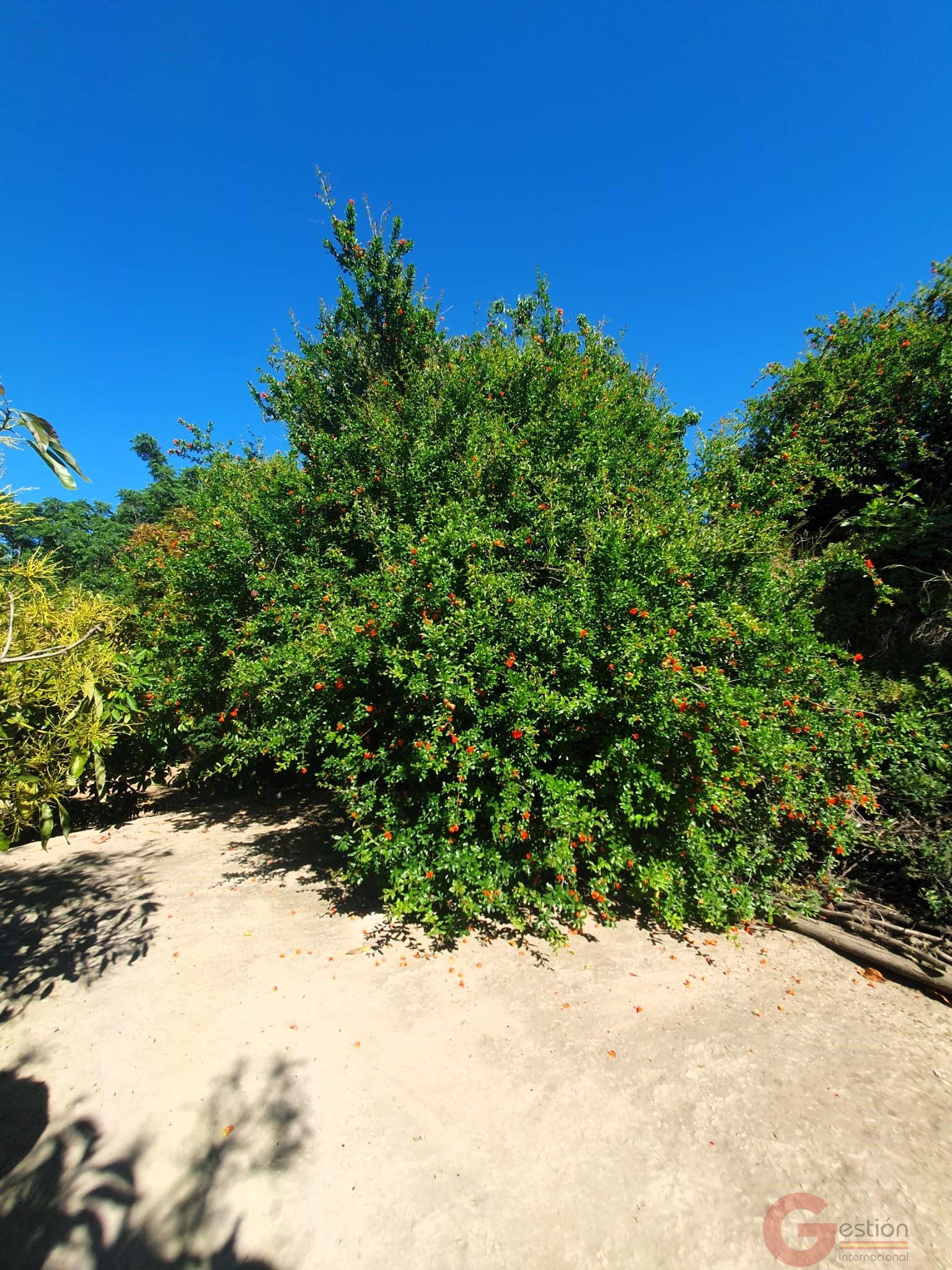 Venta de finca rústica en Vélez de Benaudalla Venta de finca rústica en Vélez de Benaudalla