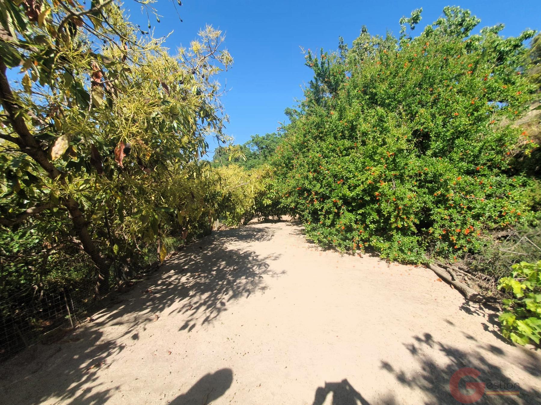 Venta de finca rústica en Vélez de Benaudalla Venta de finca rústica en Vélez de Benaudalla