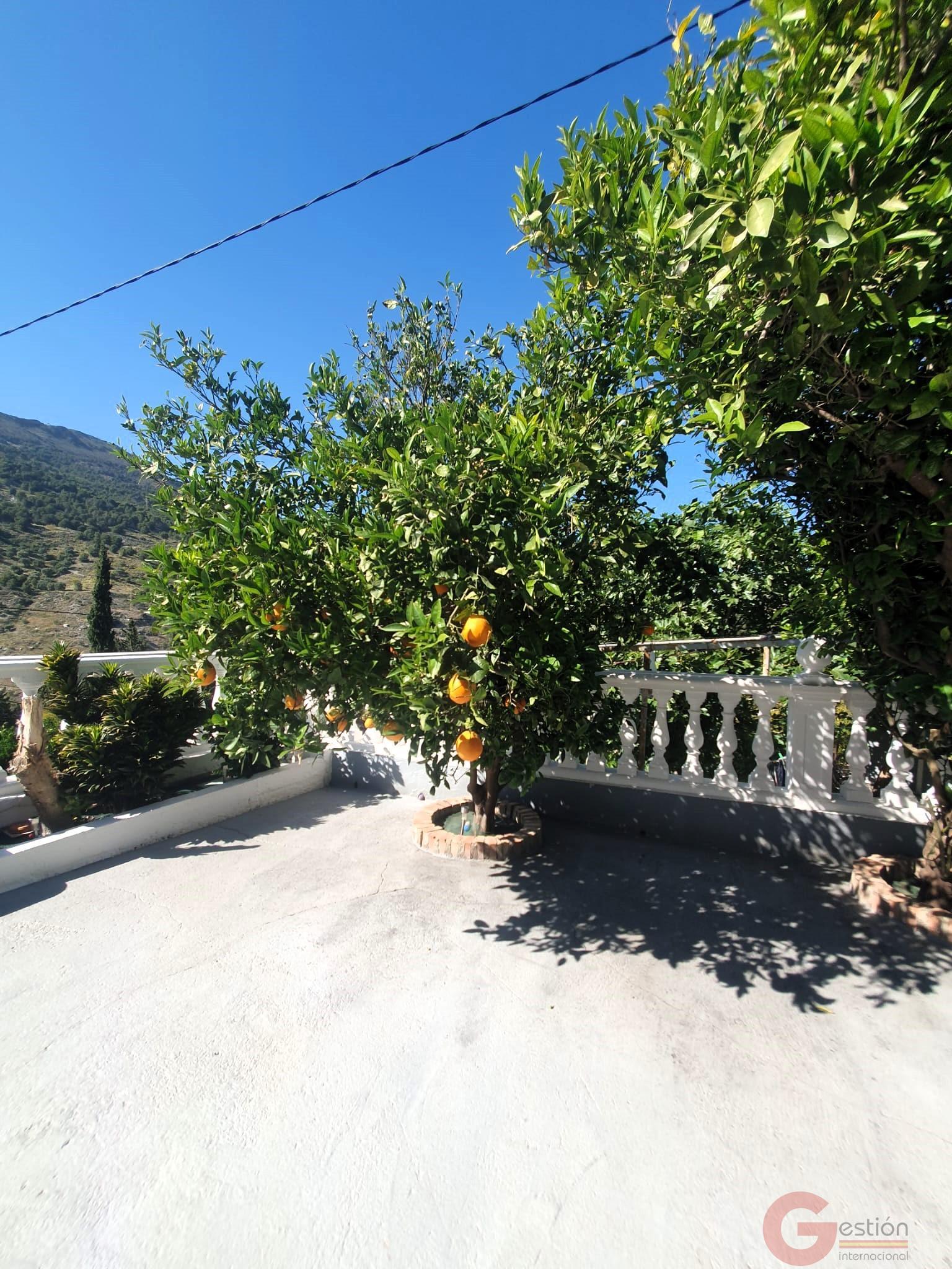 Venta de finca rústica en Vélez de Benaudalla Venta de finca rústica en Vélez de Benaudalla