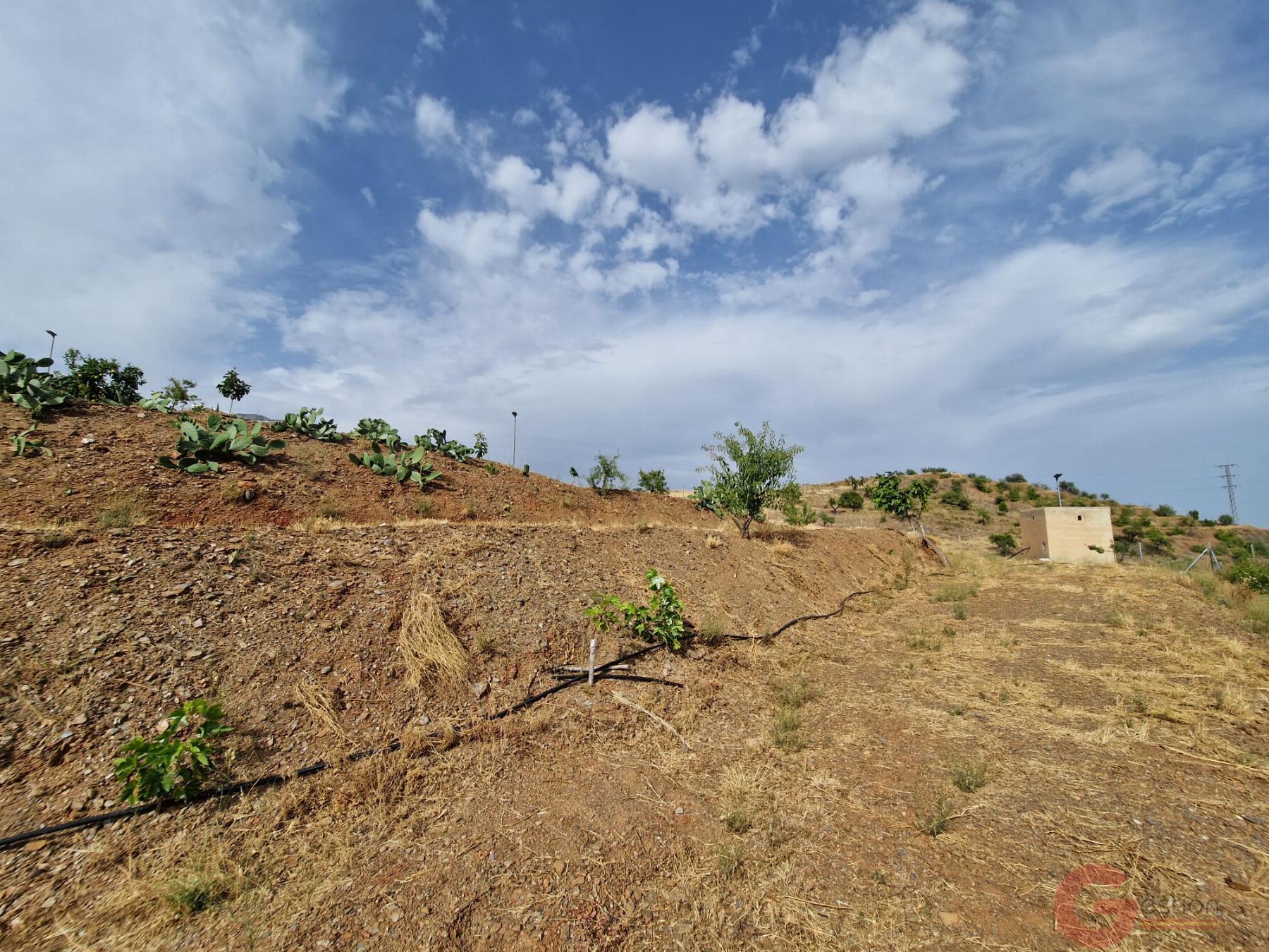 Venta de finca rústica en Molvízar Venta de finca rústica en Molvízar