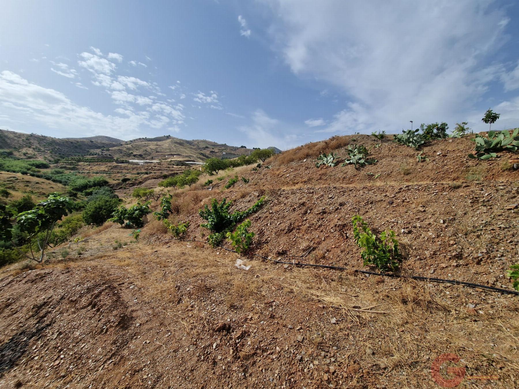 Venta de finca rústica en Molvízar Venta de finca rústica en Molvízar