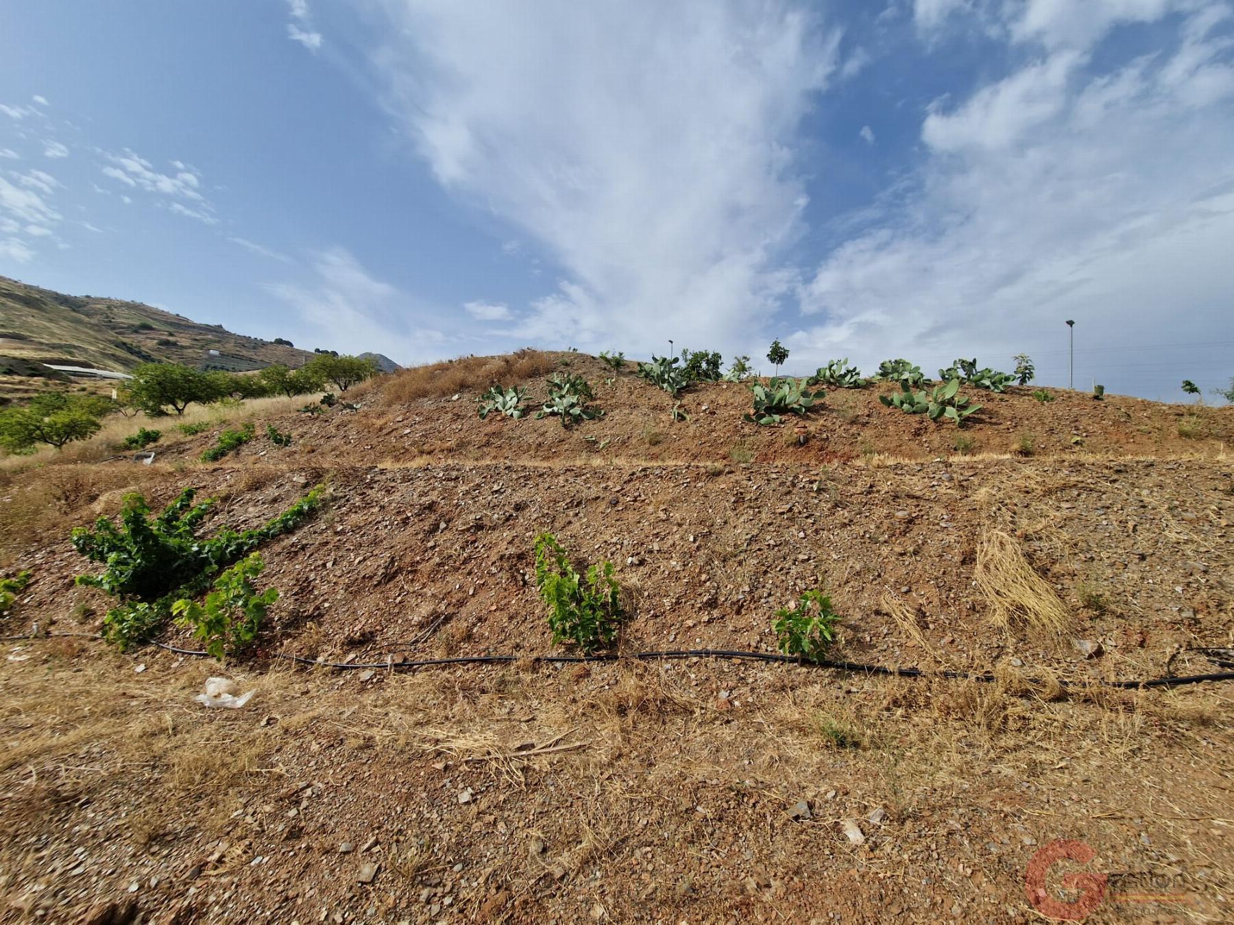 Venta de finca rústica en Molvízar Venta de finca rústica en Molvízar