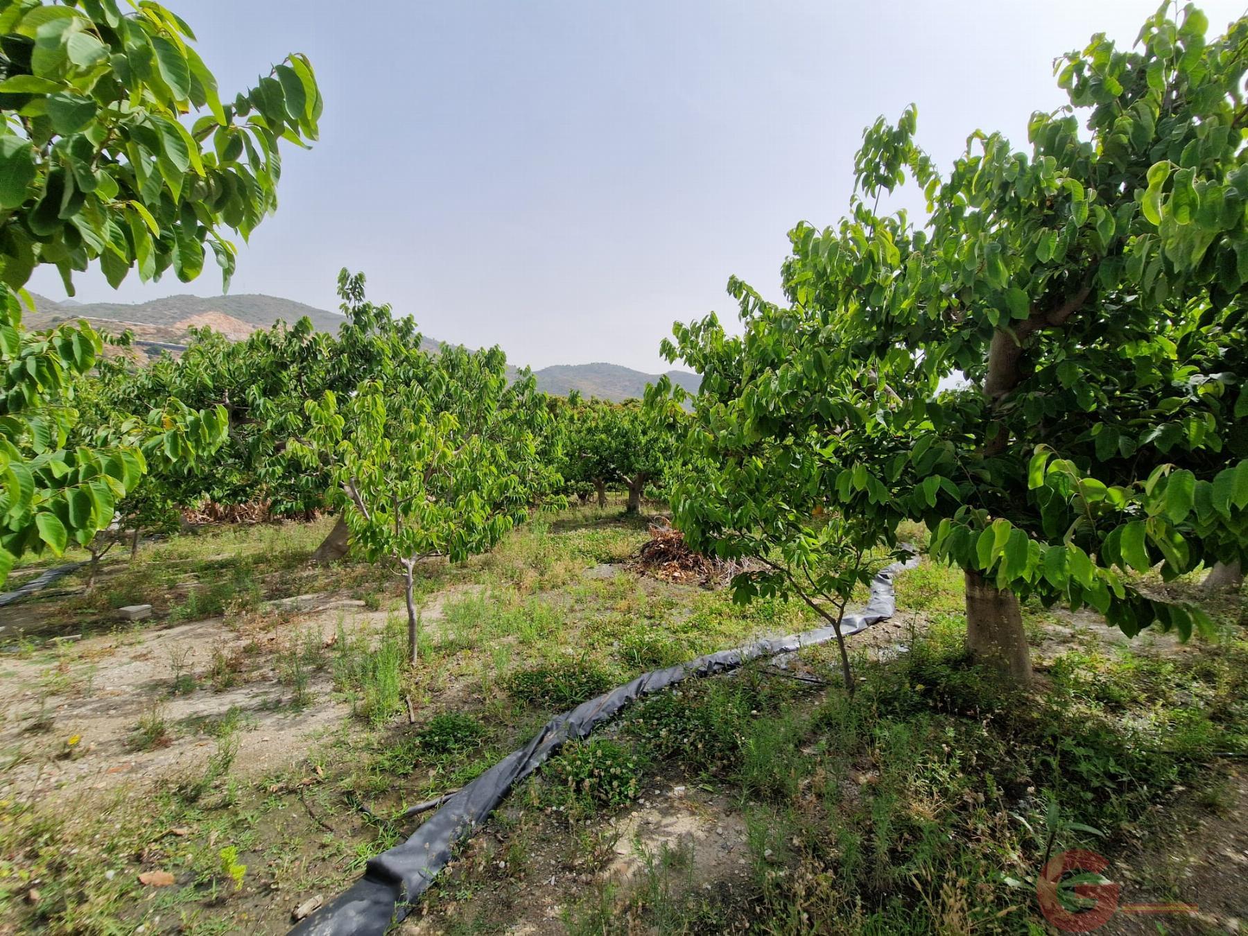 Venta de finca rústica en Lobres Venta de finca rústica en Lobres