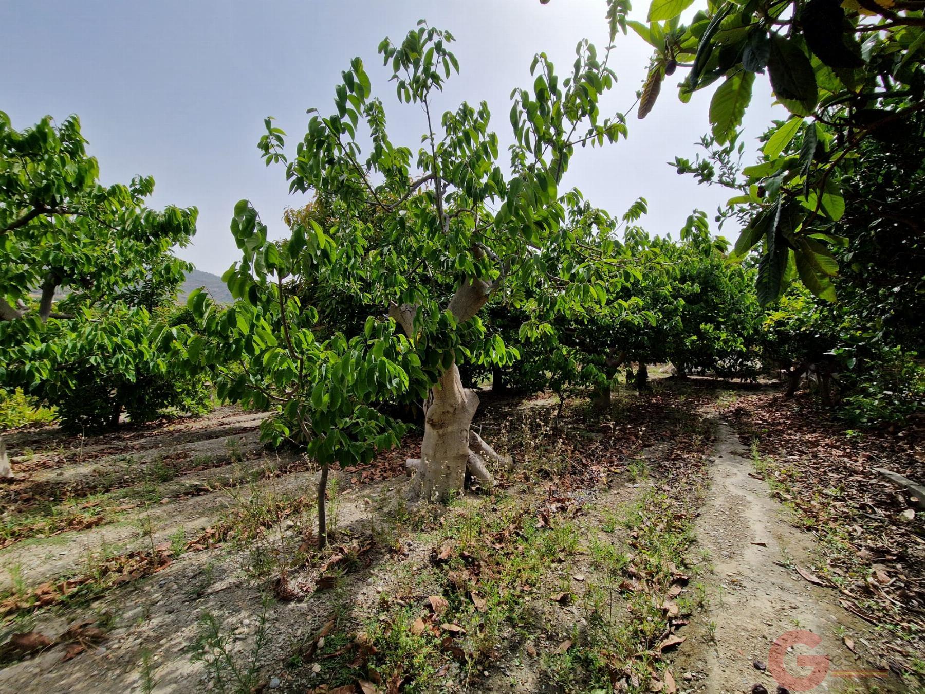 Venta de finca rústica en Lobres Venta de finca rústica en Lobres